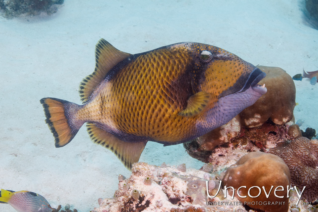 Titan Triggerfish (balistoides Viridescens) shot in Maldives|Male Atoll|South Male Atoll|Manta Point