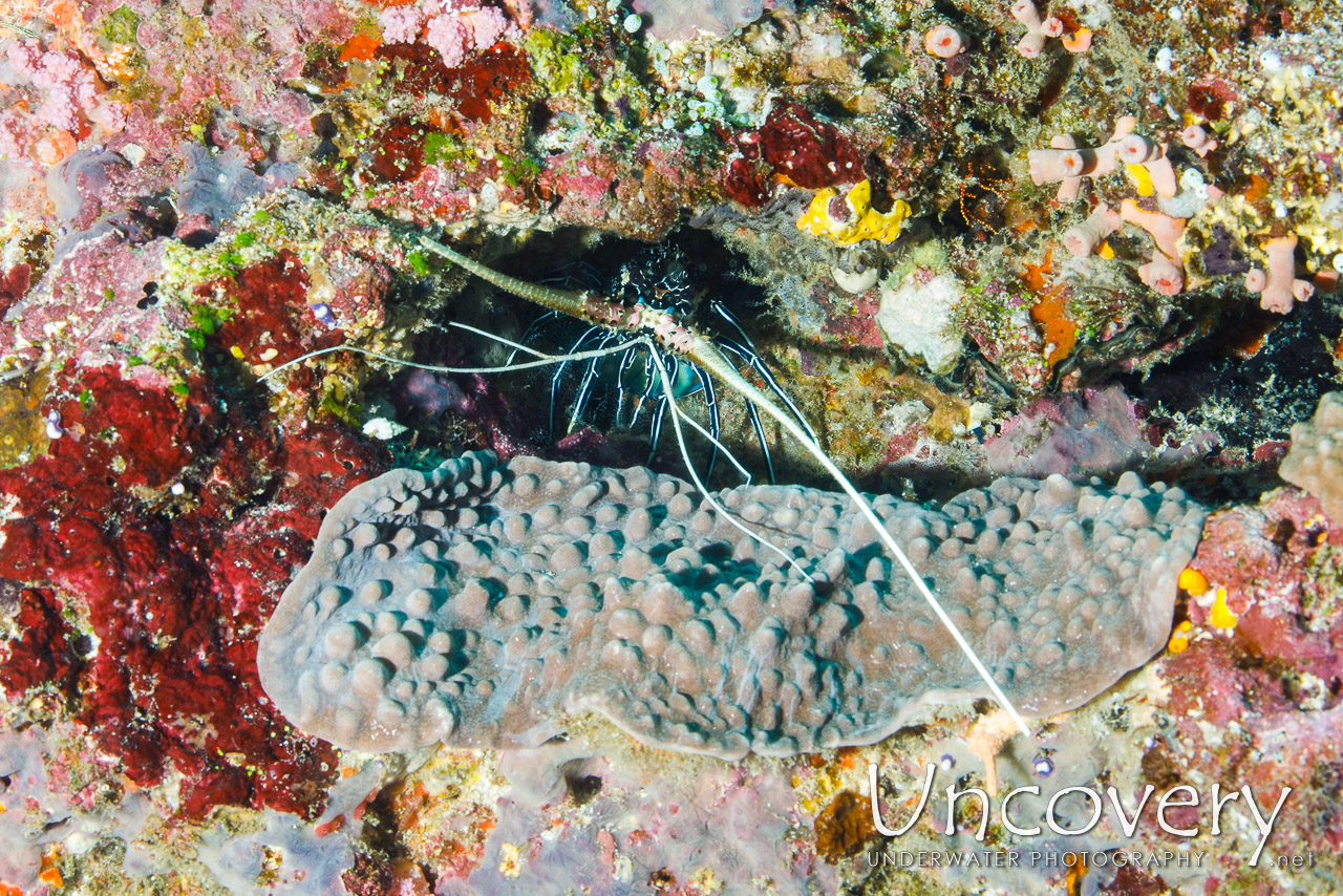 Painted Spiny Lobster (panulirus Versicolor), photo taken in Maldives, Male Atoll, South Male Atoll, Gulhi Corner