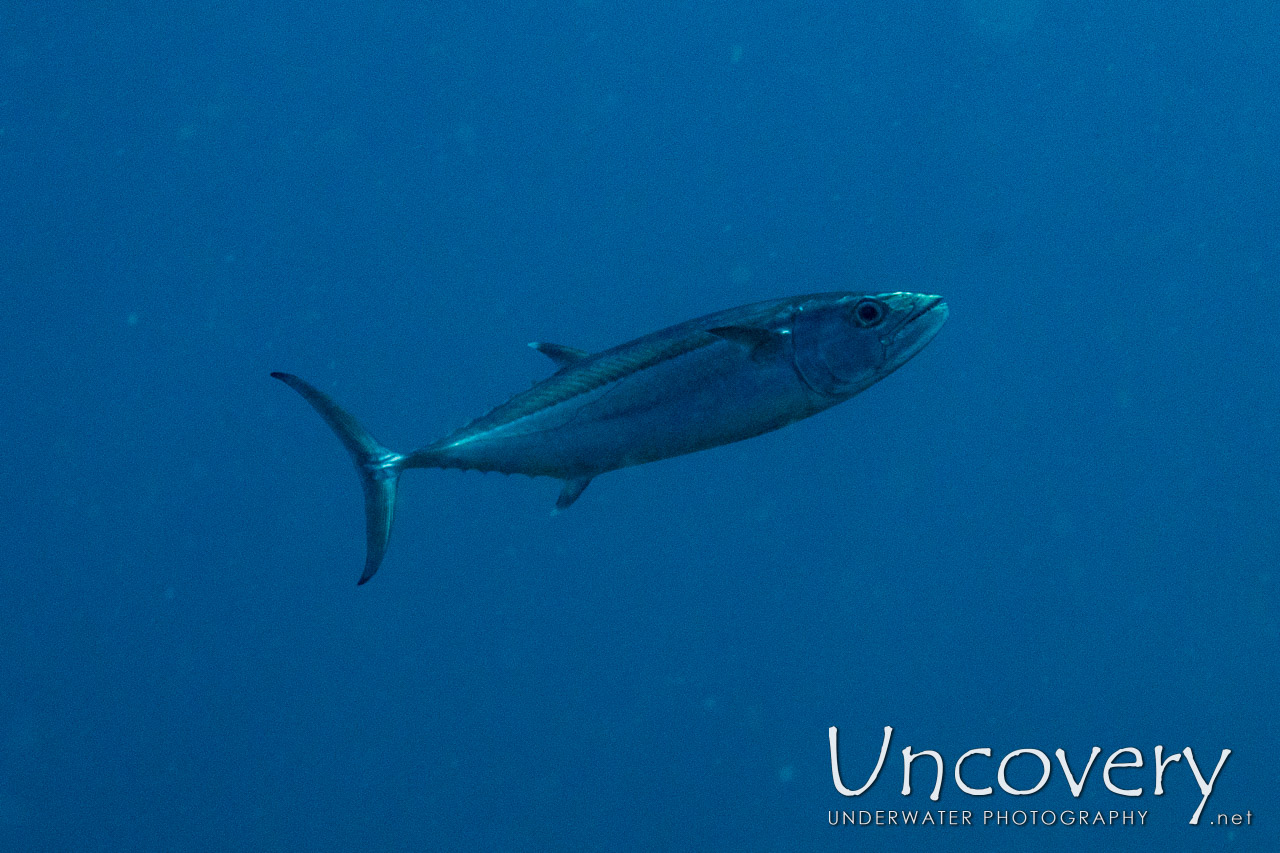 Dogtooth Tuna (gymnosarda Unicolor) shot in Maldives|Male Atoll|South Male Atoll|Gulhi Corner