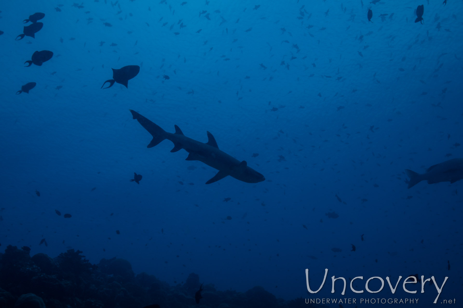 White Tip Reefshark (triaenodon Obesus), photo taken in Maldives, Male Atoll, South Male Atoll, Cocoa Corner