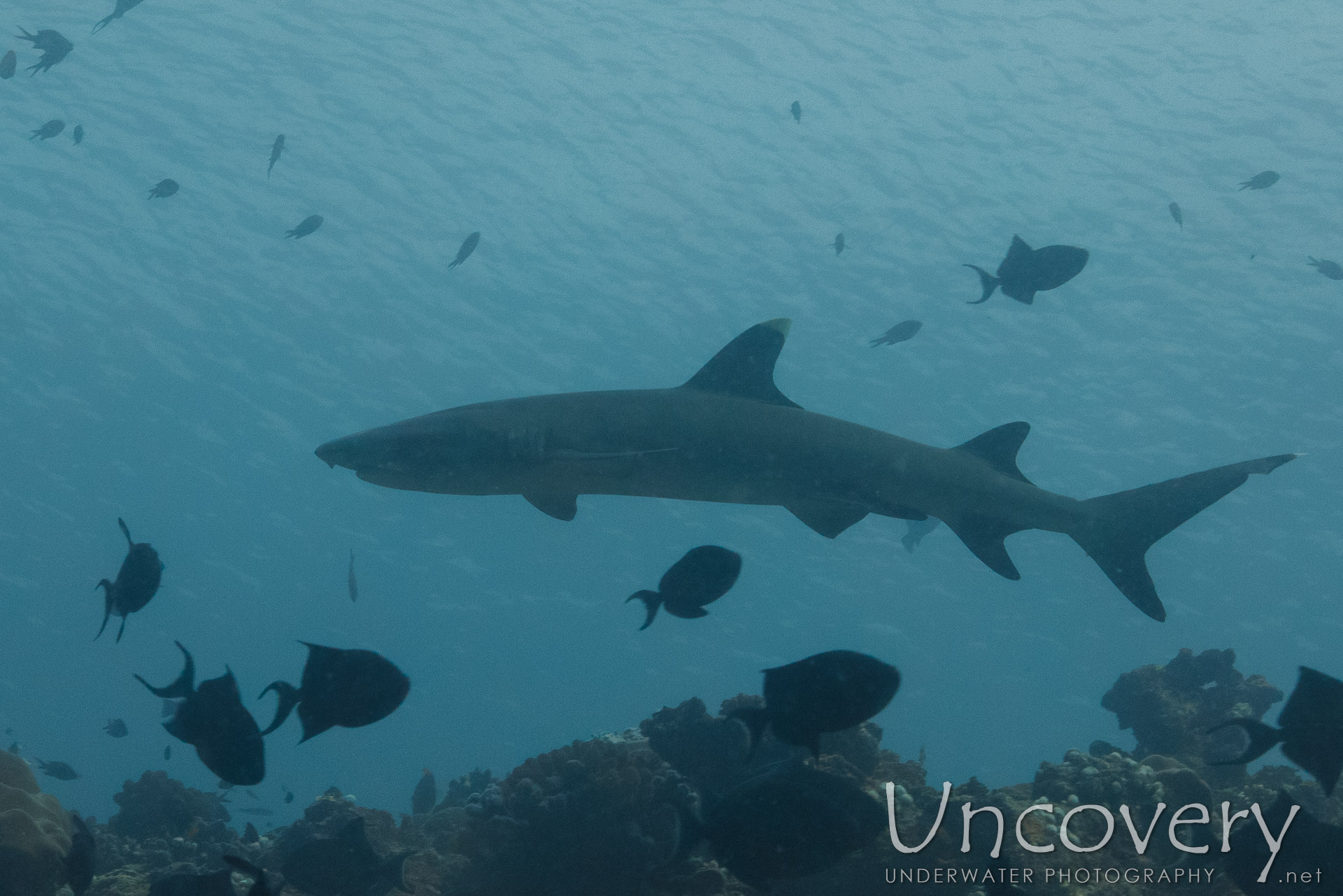 White Tip Reefshark (triaenodon Obesus), photo taken in Maldives, Male Atoll, South Male Atoll, Cocoa Corner