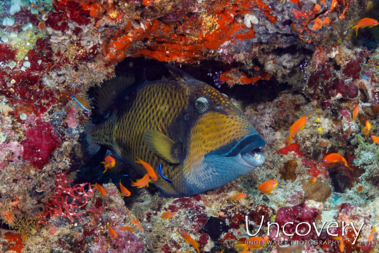 Titan Triggerfish (balistoides Viridescens) shot in Maldives|Male Atoll|South Male Atoll|Cocoa Corner