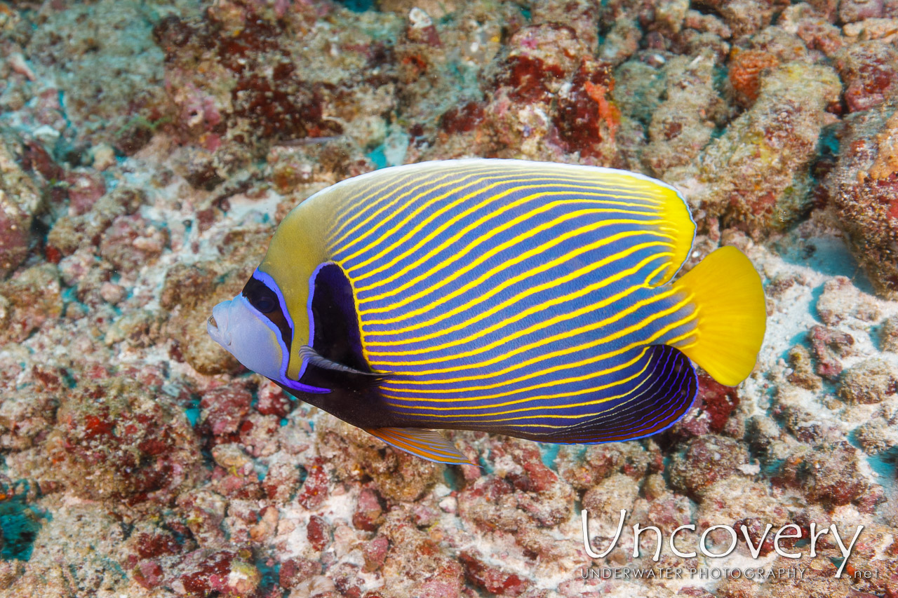 Emperor Angelfish (pomacanthus Imperator), photo taken in Maldives, Male Atoll, South Male Atoll, Cocoa Corner