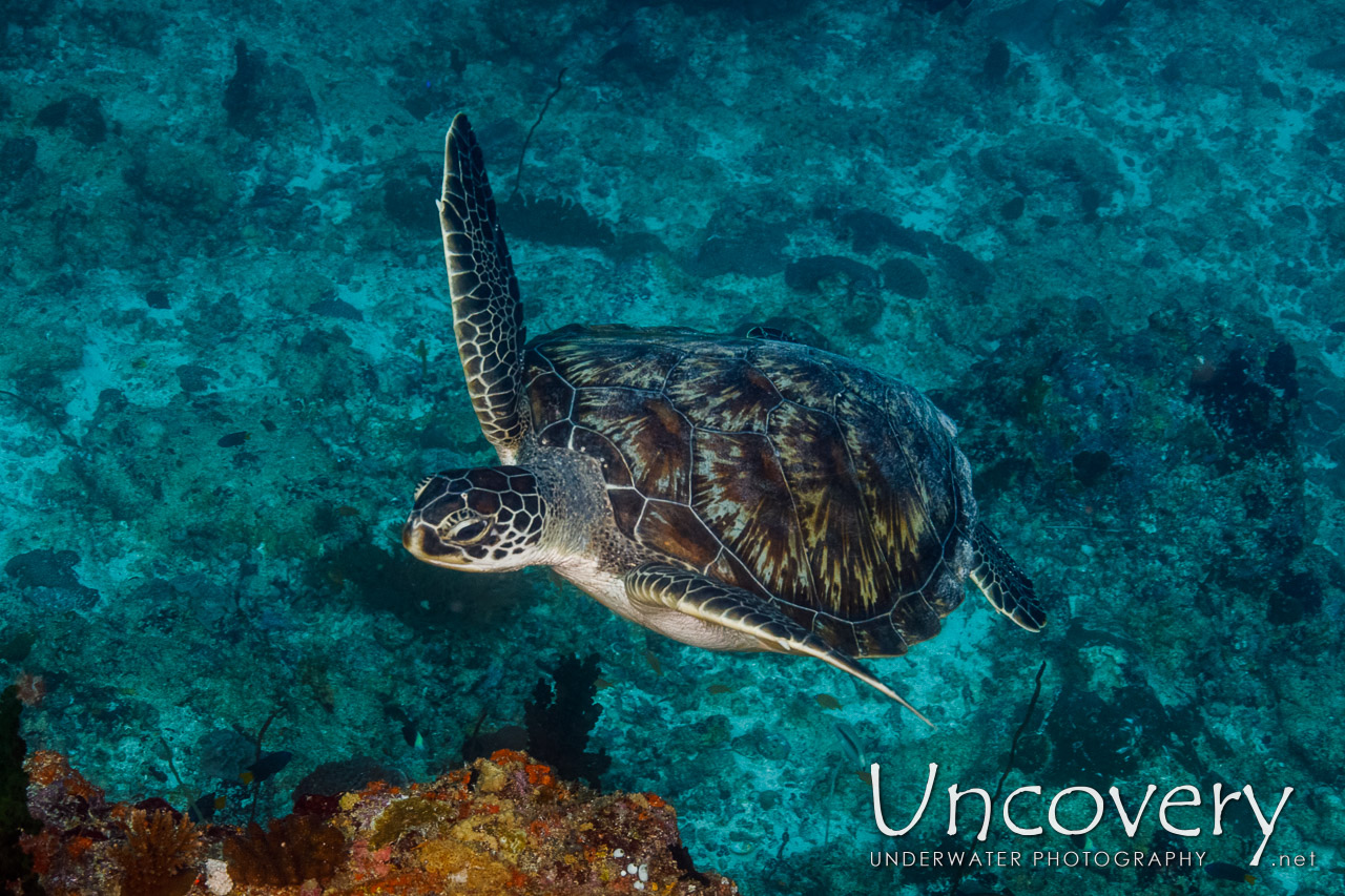 Green Sea Turtle (chelonia Mydas) shot in Maldives|Male Atoll|South Male Atoll|Cocoa Corner