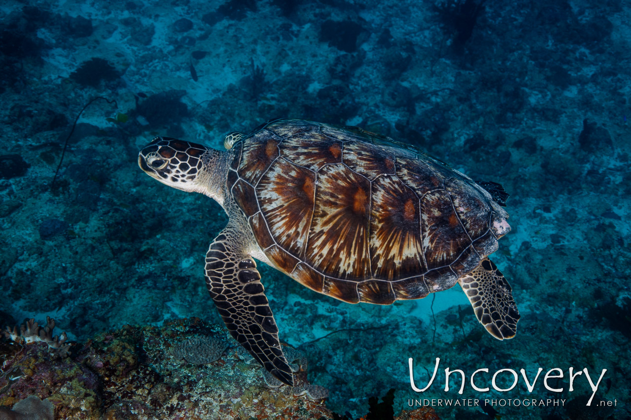 Green Sea Turtle (chelonia Mydas) shot in Maldives|Male Atoll|South Male Atoll|Cocoa Corner