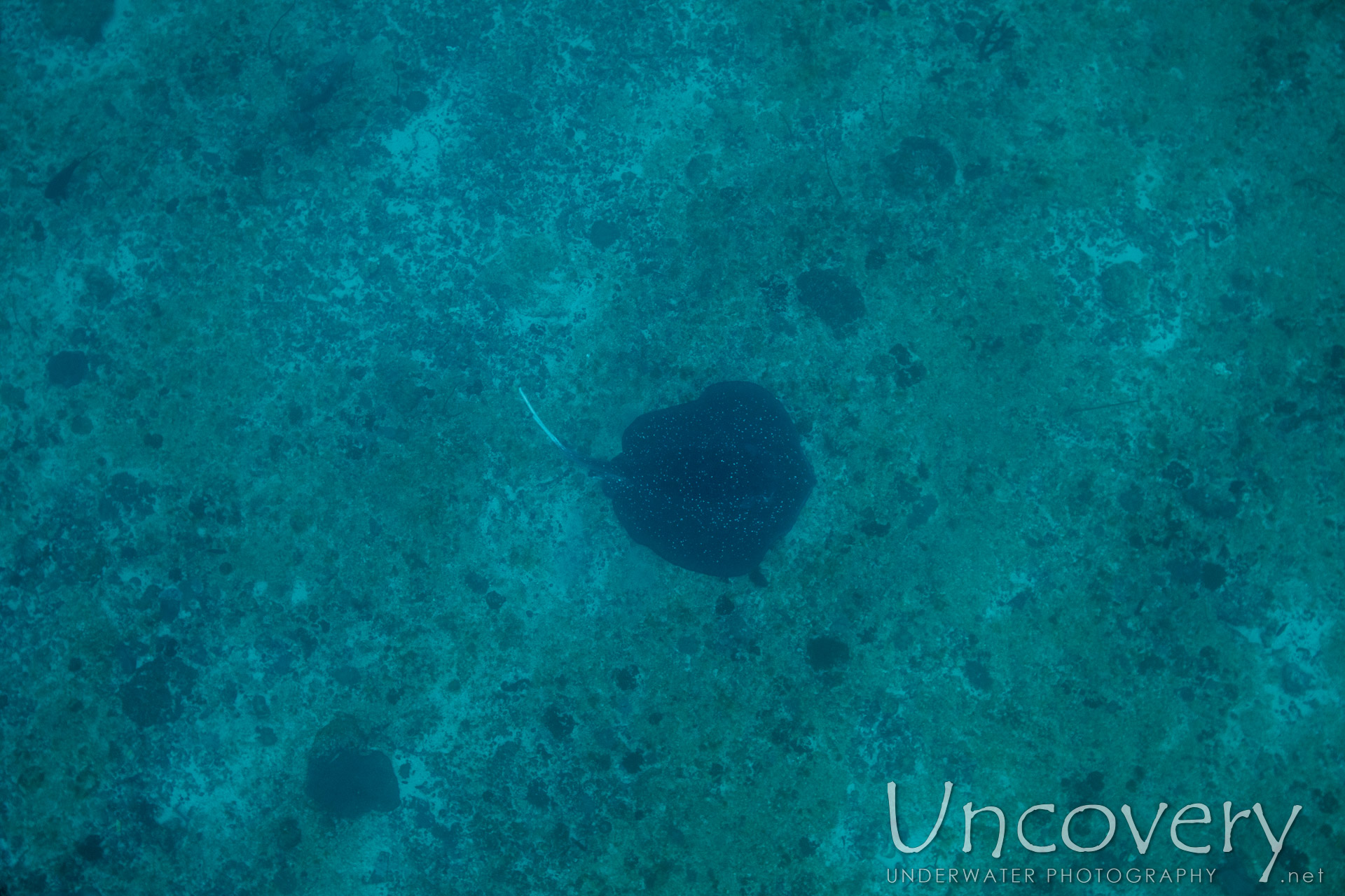 Mangrove Whipray (urogymnus Granulatus), photo taken in Maldives, Male Atoll, South Male Atoll, Gulhi Thila