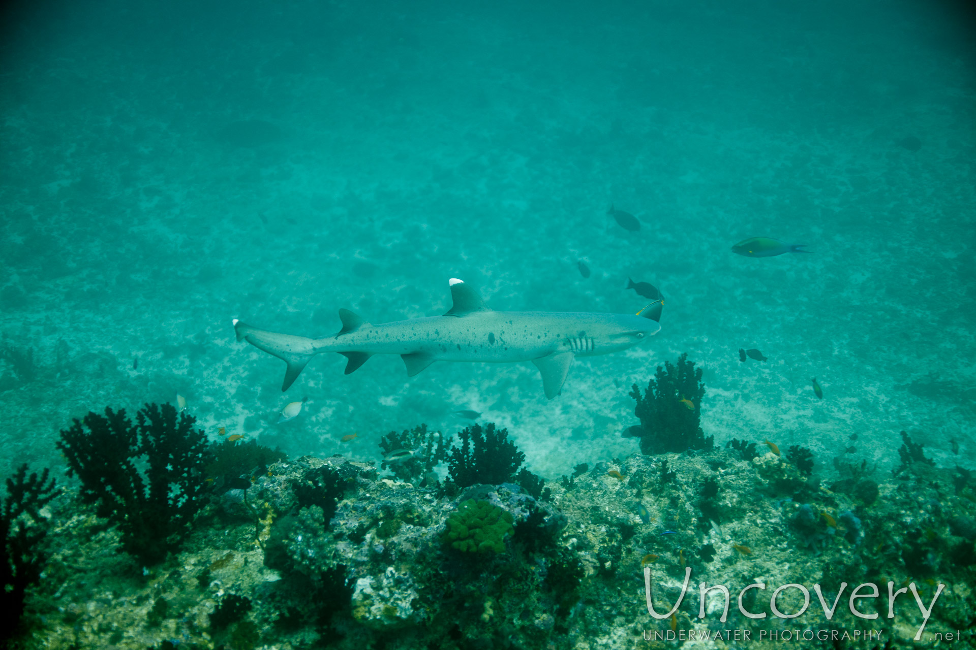 White Tip Reefshark (triaenodon Obesus), photo taken in Maldives, Male Atoll, South Male Atoll, Gulhi Thila