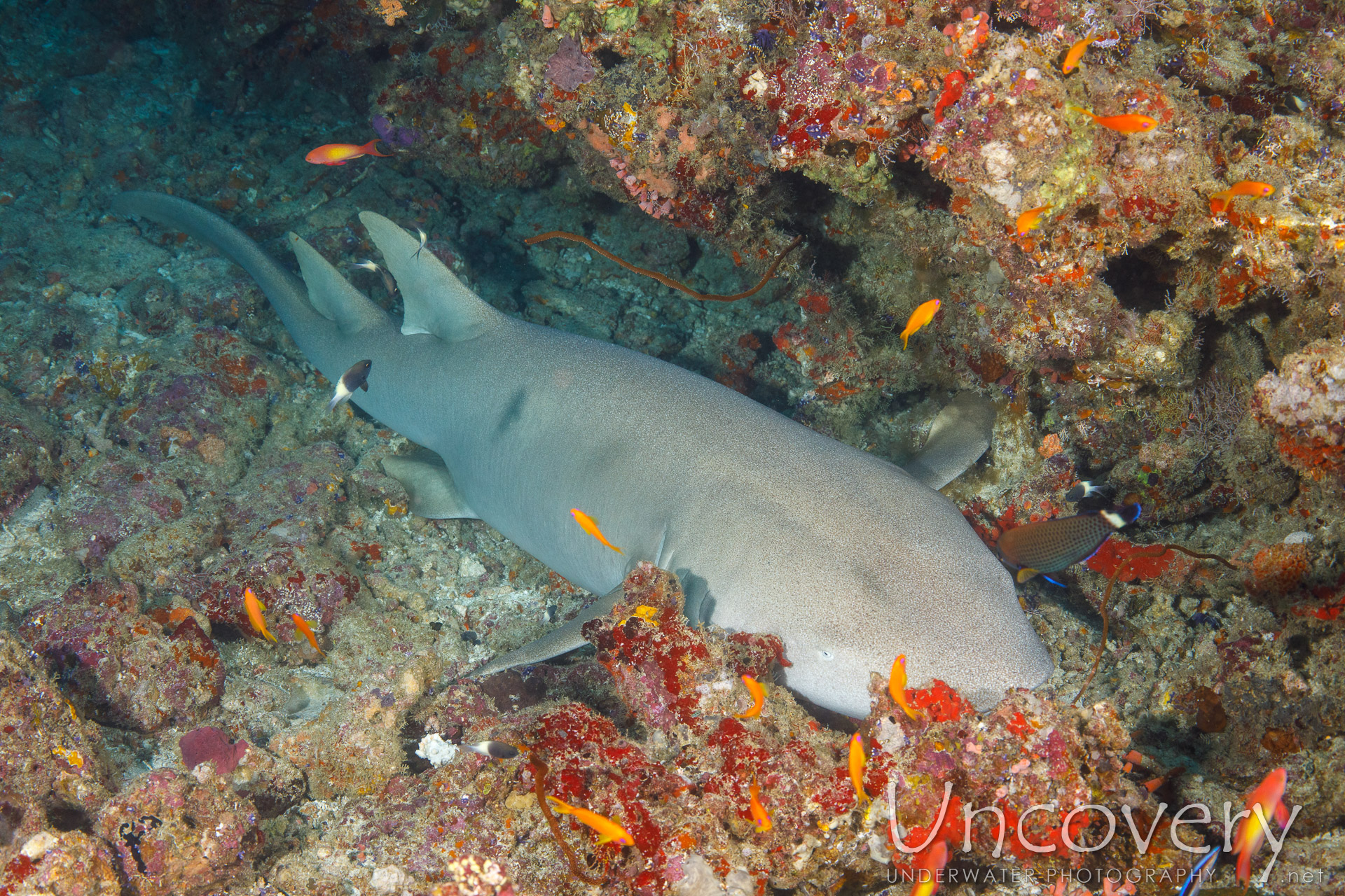 Tawny Nurse Shark (nebrius Ferrugineus), photo taken in Maldives, Male Atoll, South Male Atoll, Gulhi Thila