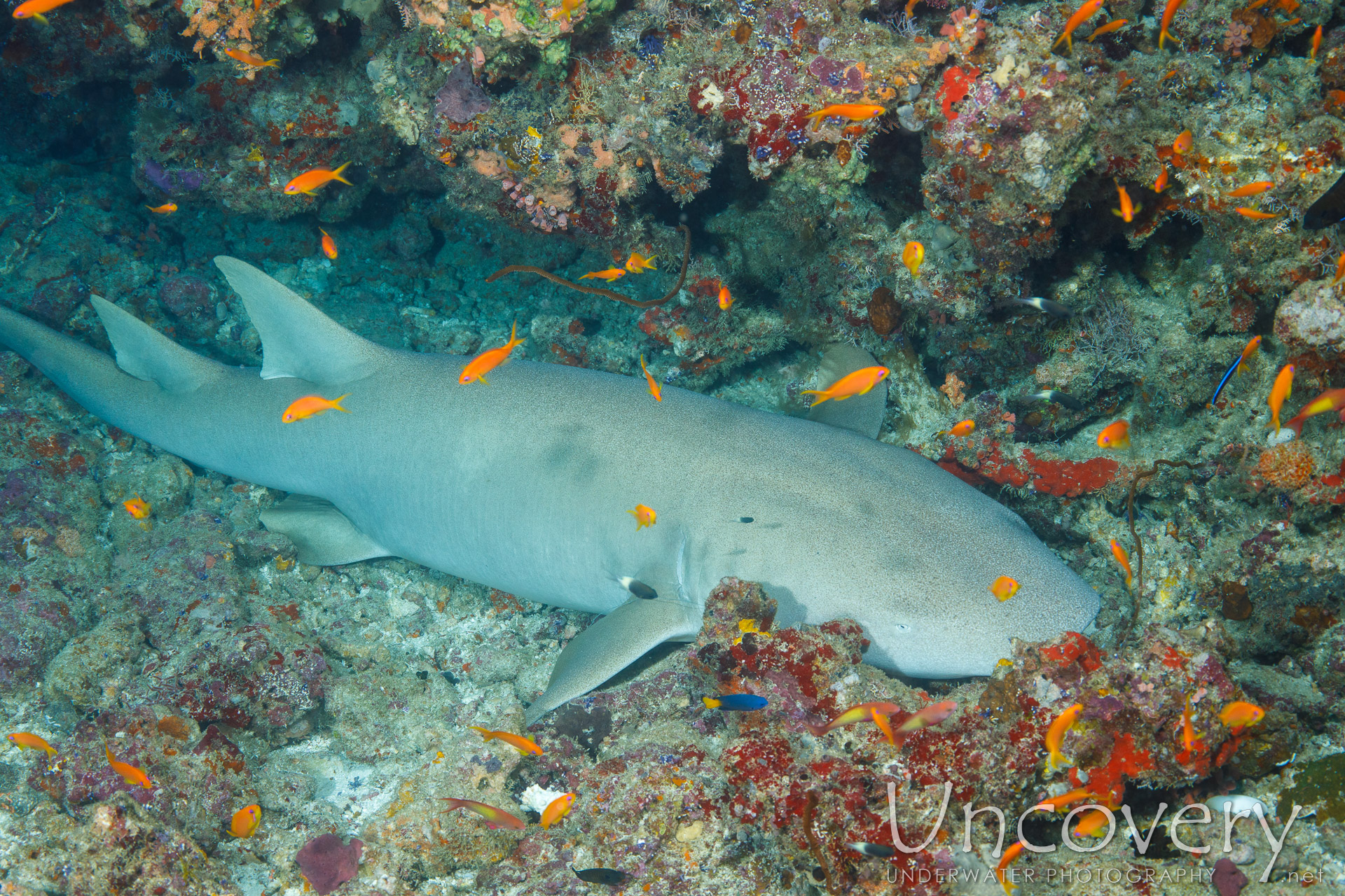 Tawny Nurse Shark (nebrius Ferrugineus), photo taken in Maldives, Male Atoll, South Male Atoll, Gulhi Thila