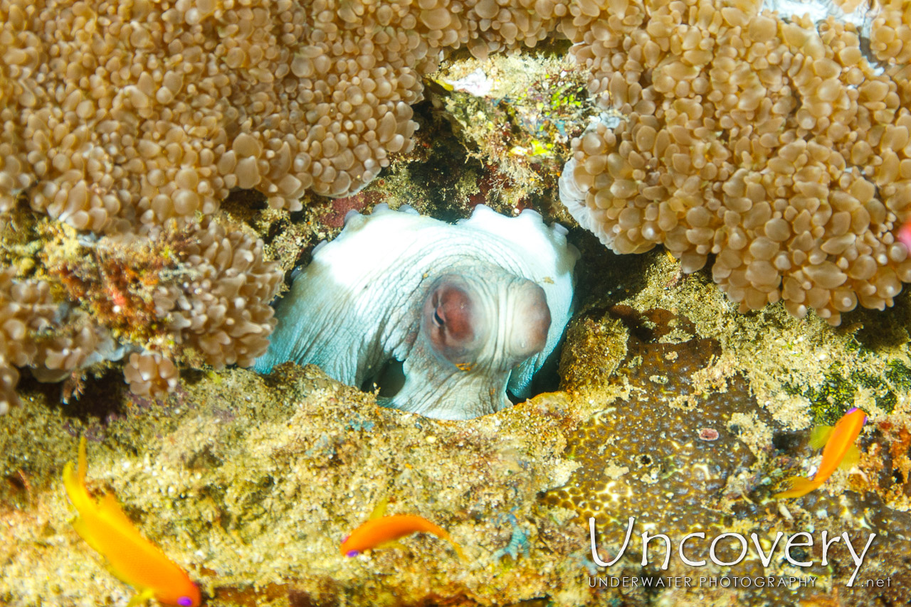 Day Octopus (octopus Cyanea) shot in Maldives|Male Atoll|South Male Atoll|Kuda Giri