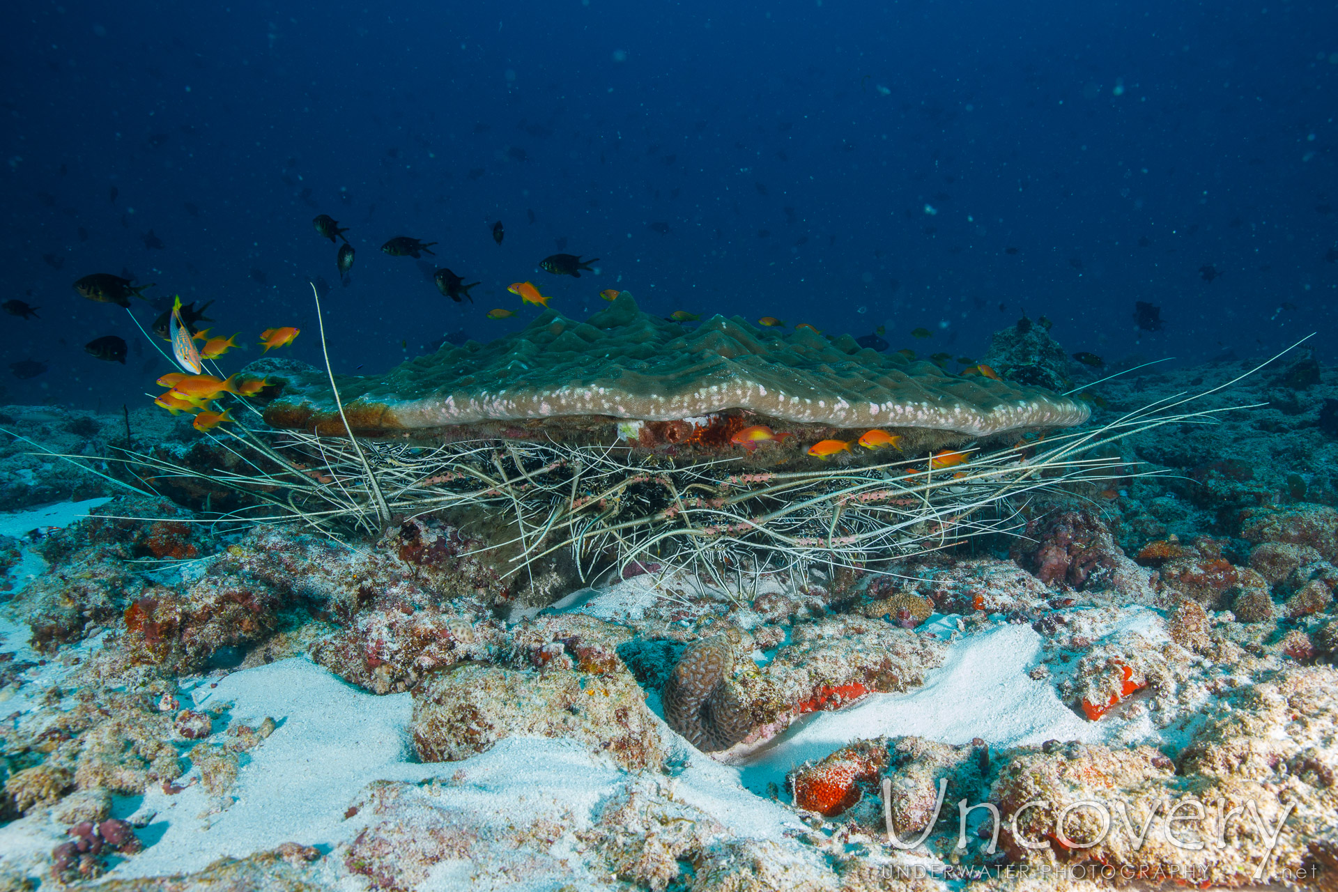 Painted Spiny Lobster (panulirus Versicolor), photo taken in Maldives, Male Atoll, South Male Atoll, Gulhi Corner