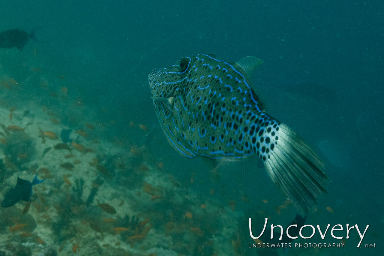 Scribbled Leatherjacket Filefish (aluterus Scriptus) shot in Maldives|Male Atoll|South Male Atoll|Gulhi Corner