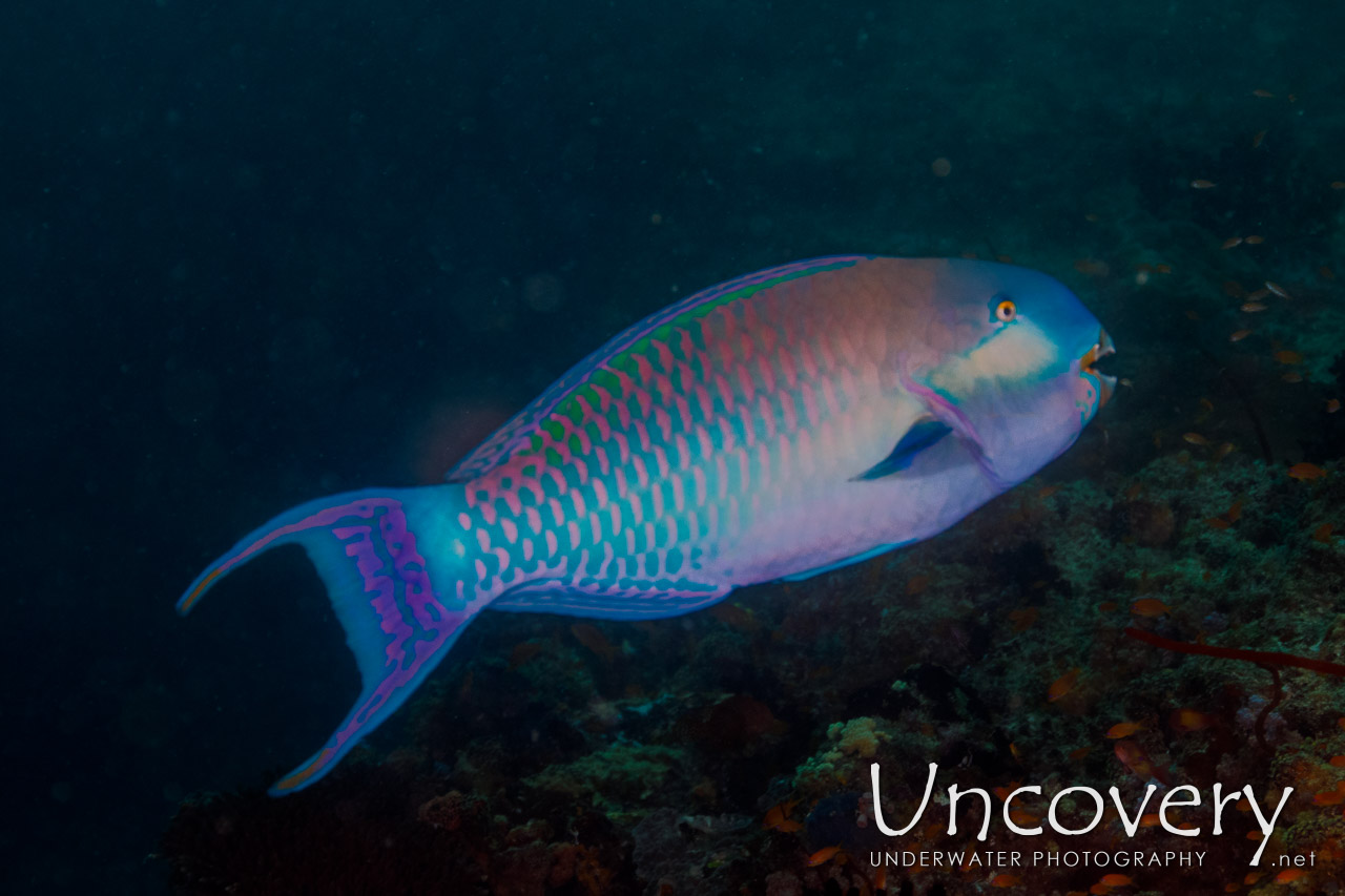 Steephead Parrotfish (cholurus Strongylocephalus) shot in Maldives|Male Atoll|South Male Atoll|Cocoa Thila