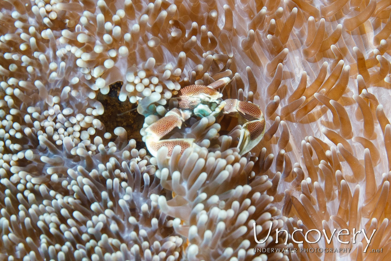 Haig's Porcelain Crab (porcellanella Haigae) shot in Maldives|Male Atoll|South Male Atoll|Bushi Corner