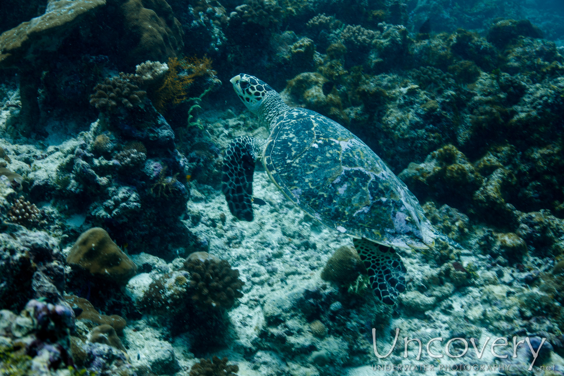 Hawksbill Sea Turtle (eretmochelys Imbricata), photo taken in Maldives, Male Atoll, South Male Atoll, Stage