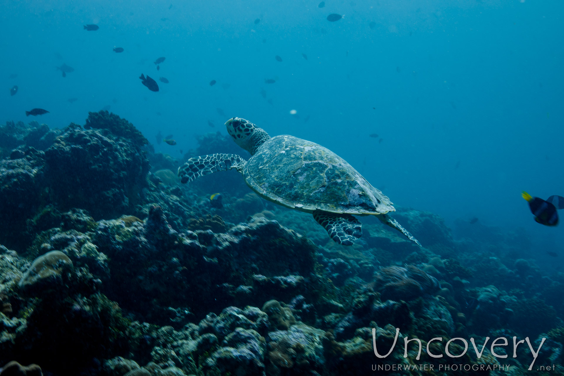 Hawksbill Sea Turtle (eretmochelys Imbricata), photo taken in Maldives, Male Atoll, South Male Atoll, Stage