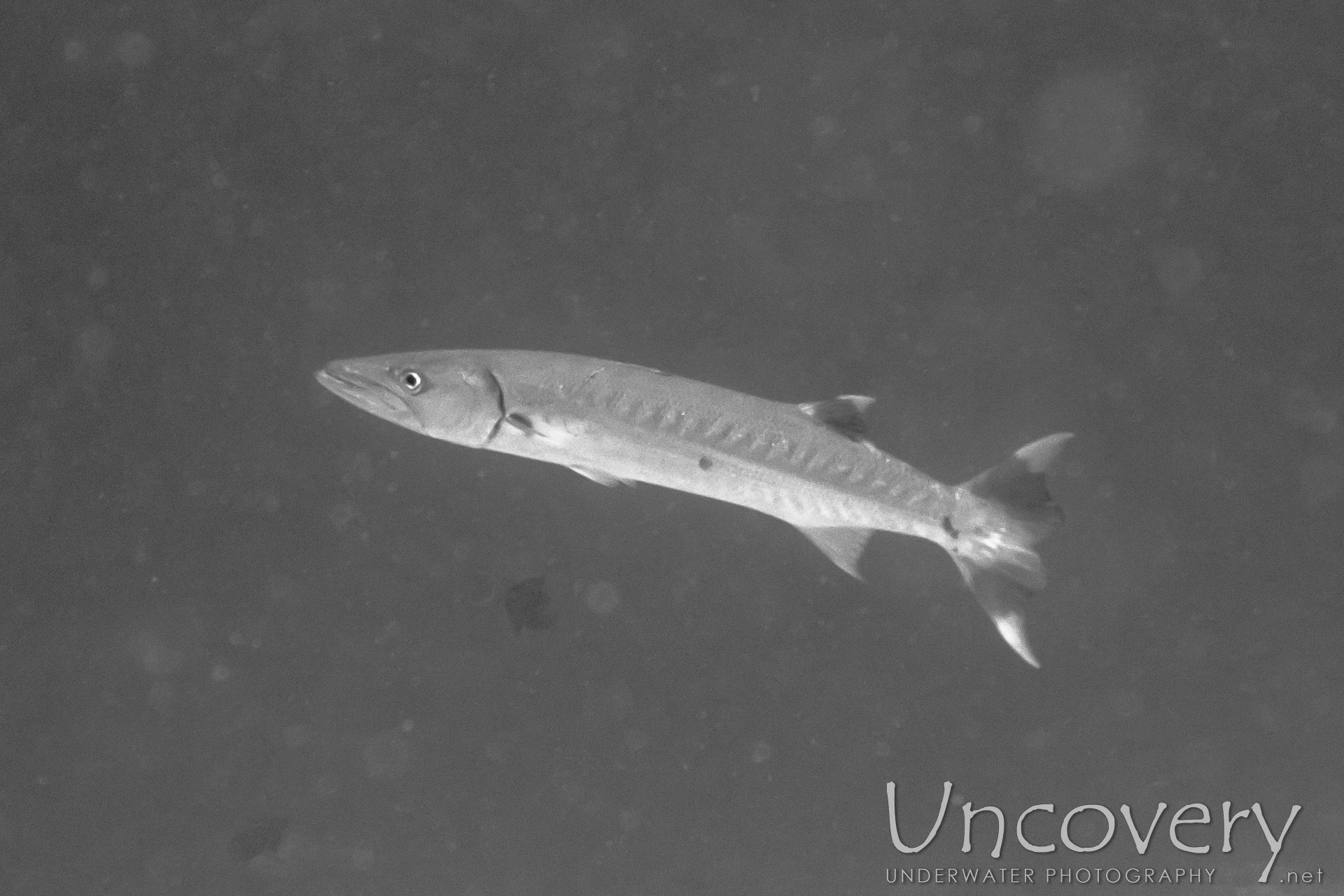 Blackfin Barracuda (sphyraena Qenie), photo taken in Maldives, Male Atoll, South Male Atoll, Stage