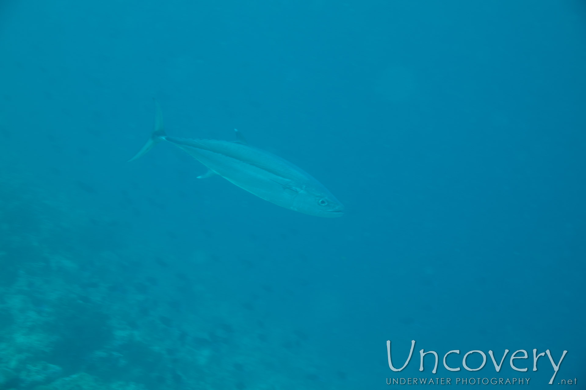 Dogtooth Tuna (gymnosarda Unicolor), photo taken in Maldives, Male Atoll, South Male Atoll, Stage