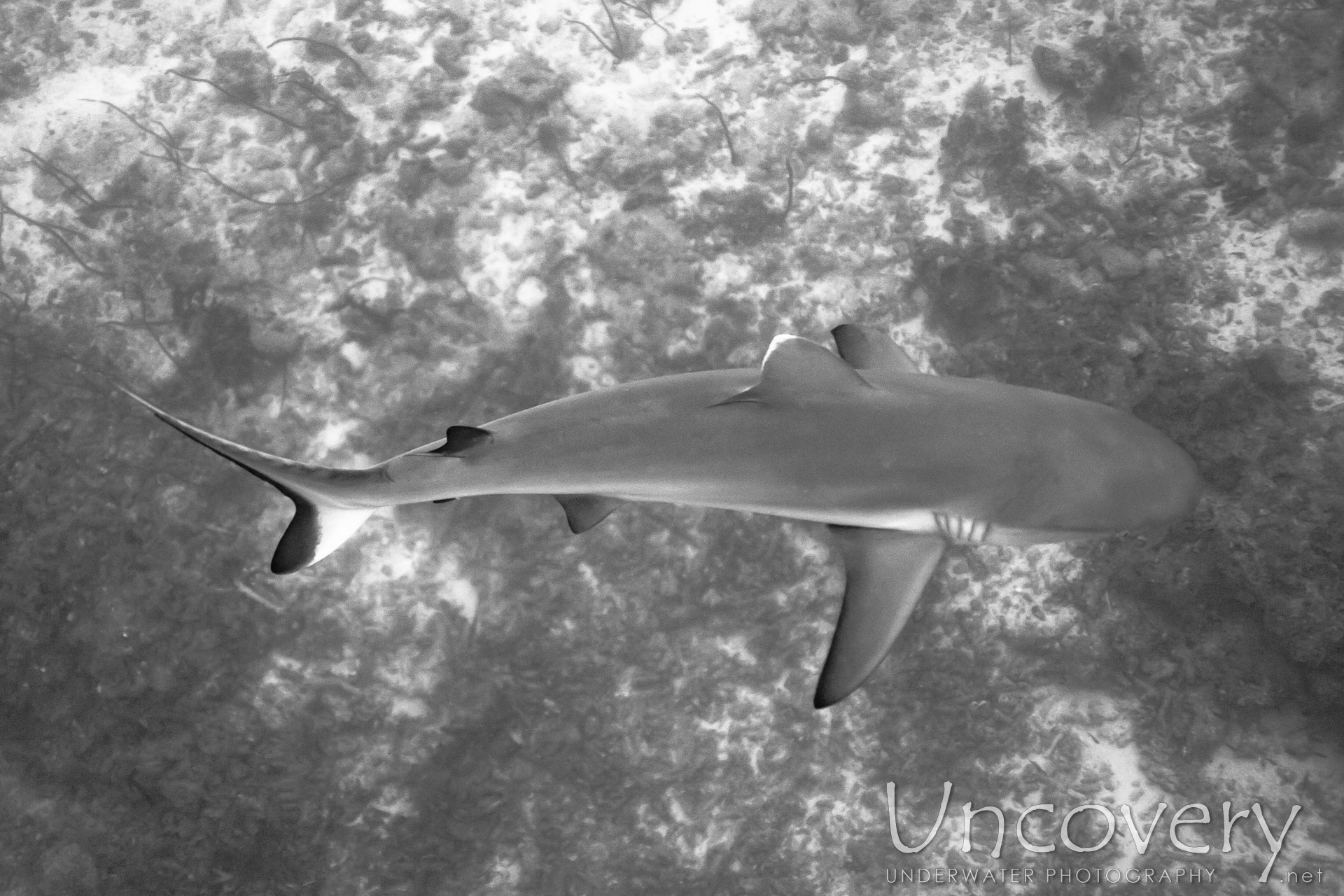 Grey Reefshark (carcharhinus Amblyrhynchos), photo taken in Maldives, Male Atoll, South Male Atoll, Cocoa Thila