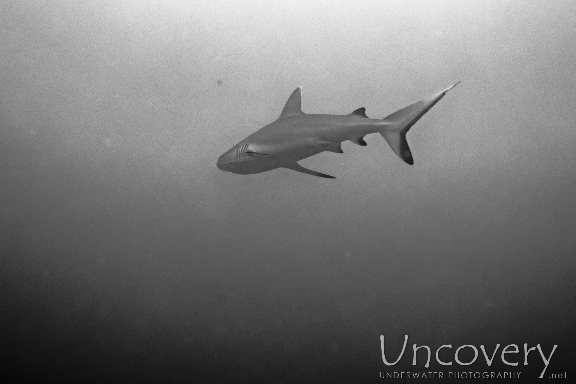 Grey Reefshark (carcharhinus Amblyrhynchos), photo taken in Maldives, Male Atoll, South Male Atoll, Cocoa Thila