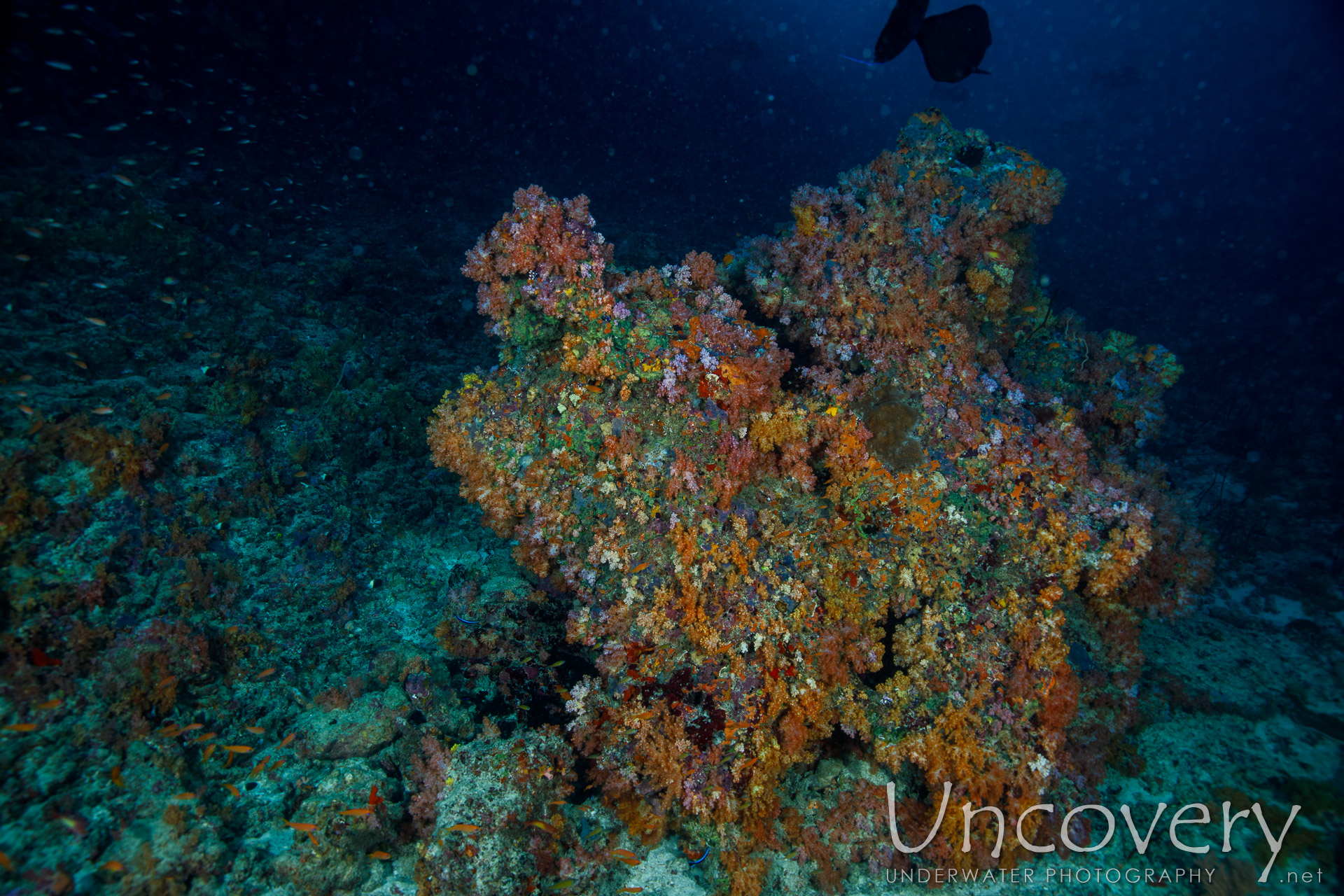 Coral, photo taken in Maldives, Male Atoll, South Male Atoll, Cocoa Thila