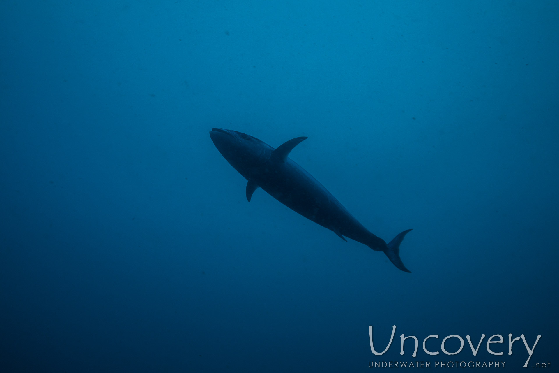 Dogtooth Tuna (gymnosarda Unicolor), photo taken in Maldives, Male Atoll, South Male Atoll, Cocoa Thila