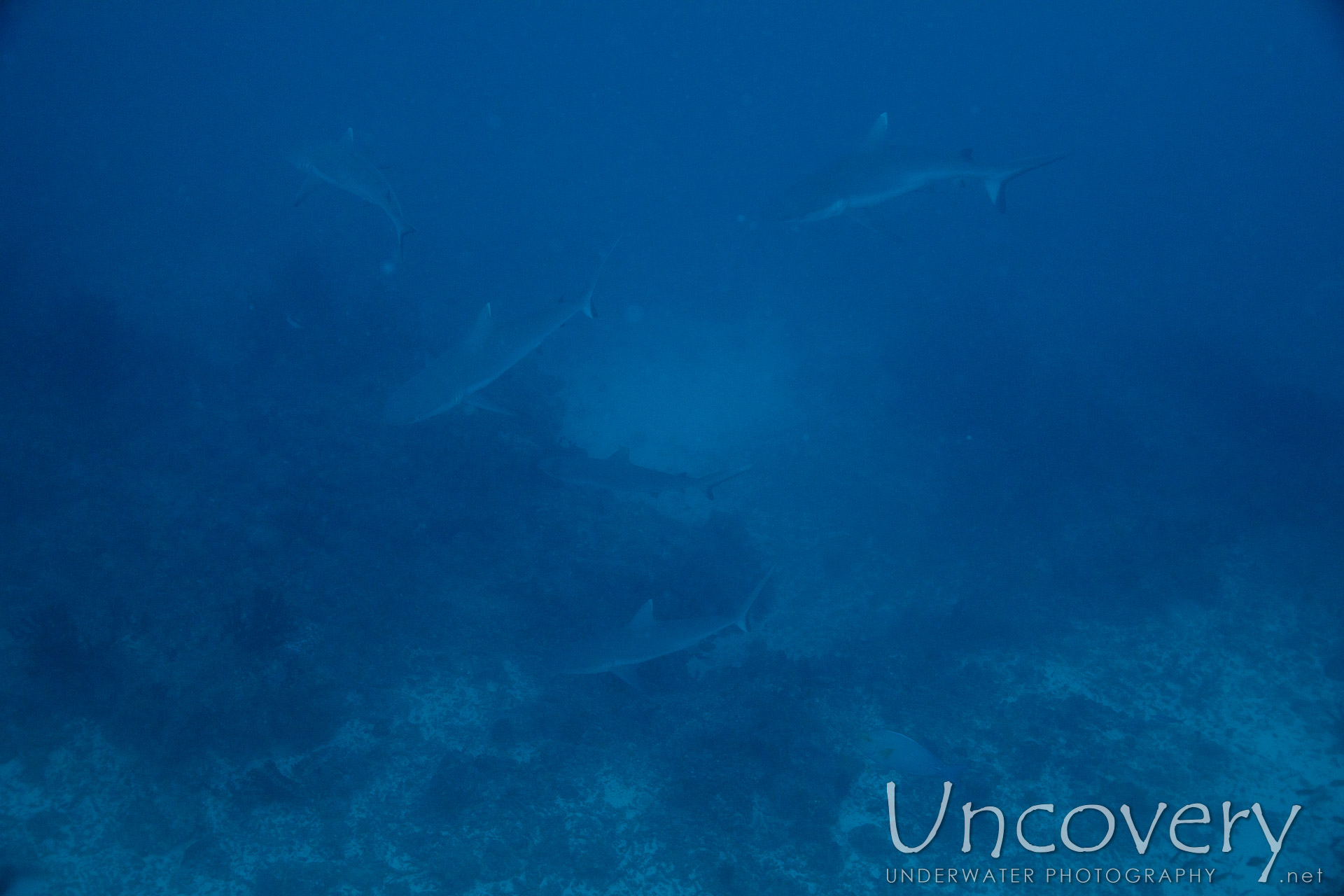 Grey Reefshark (carcharhinus Amblyrhynchos), photo taken in Maldives, Male Atoll, South Male Atoll, Cocoa Thila