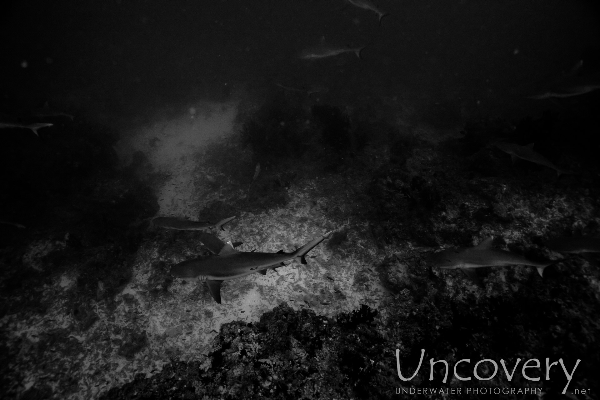 Grey Reefshark (carcharhinus Amblyrhynchos), photo taken in Maldives, Male Atoll, South Male Atoll, Cocoa Thila