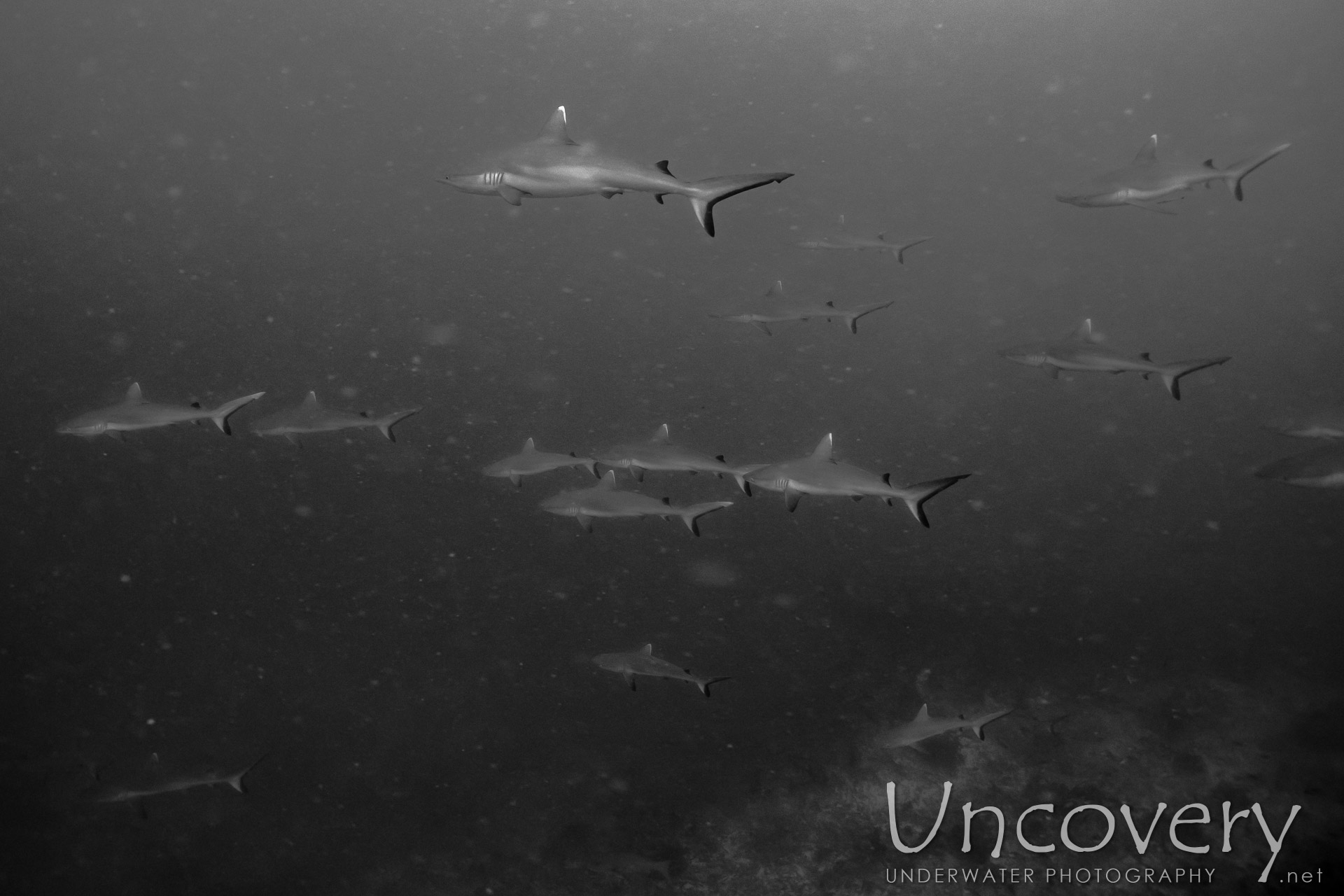 Grey Reefshark (carcharhinus Amblyrhynchos), photo taken in Maldives, Male Atoll, South Male Atoll, Cocoa Thila