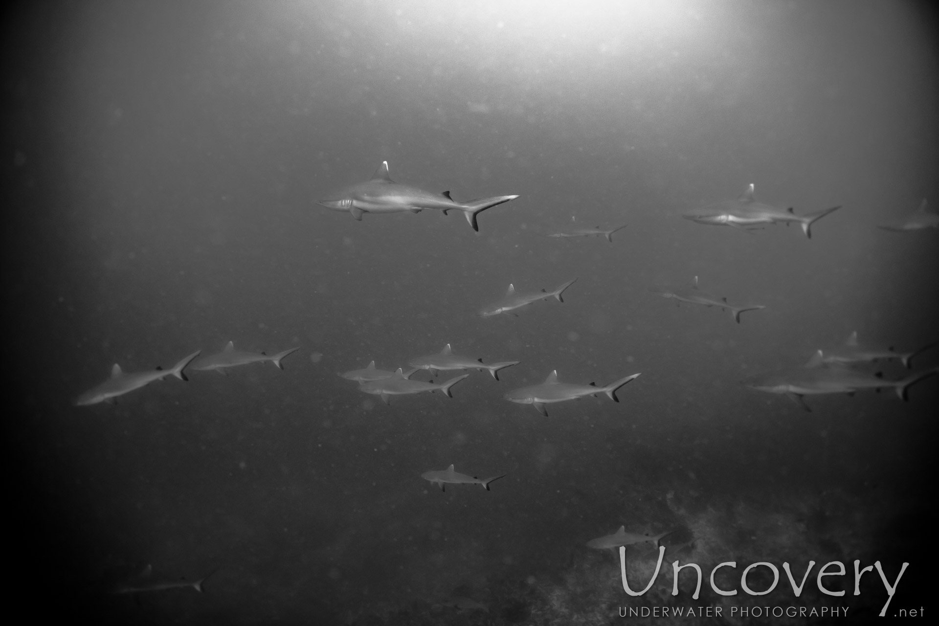 Grey Reefshark (carcharhinus Amblyrhynchos), photo taken in Maldives, Male Atoll, South Male Atoll, Cocoa Thila