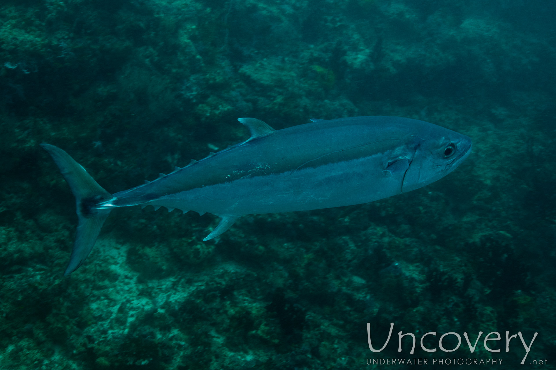 Dogtooth Tuna (gymnosarda Unicolor), photo taken in Maldives, Male Atoll, South Male Atoll, Cocoa Thila