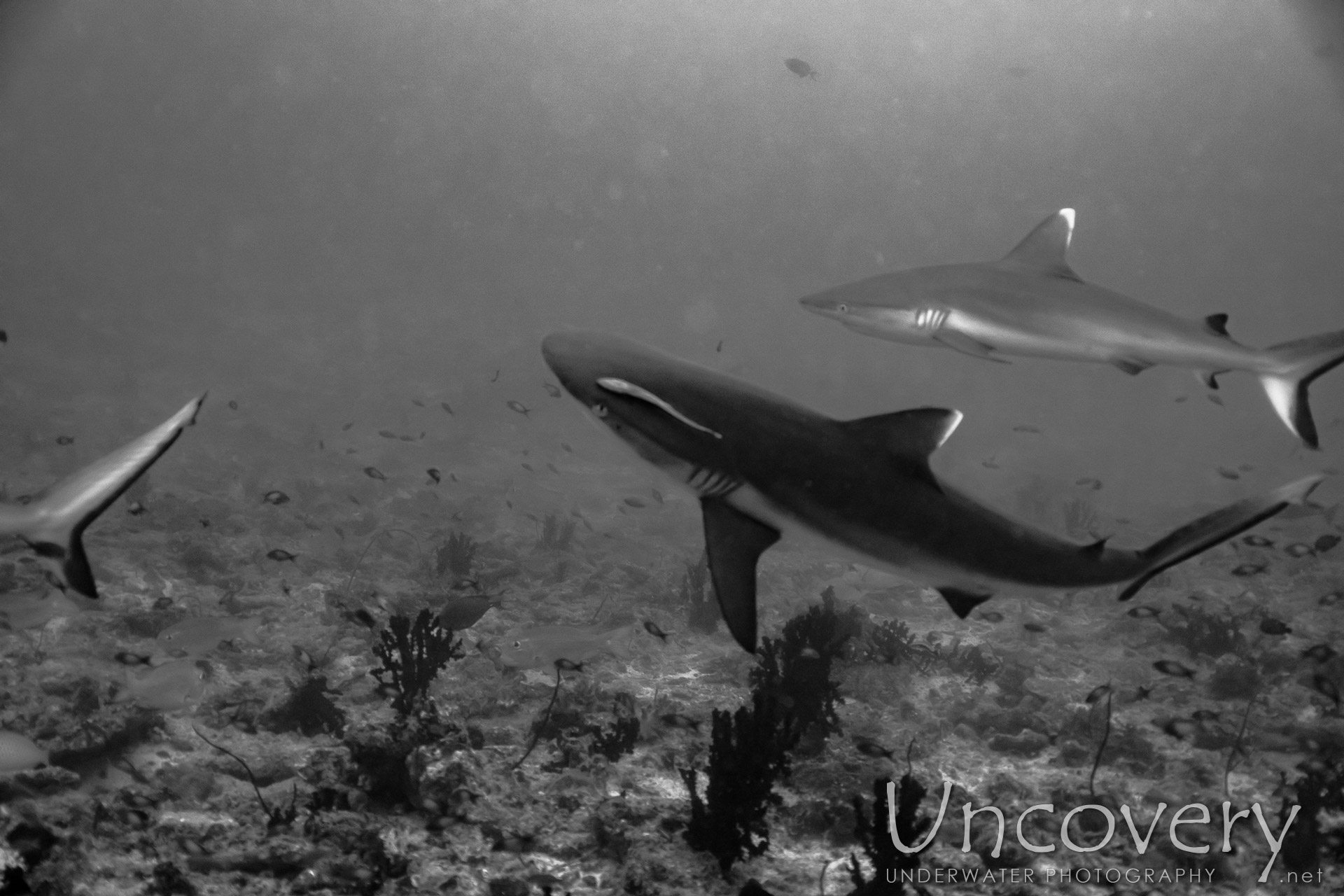 Grey Reefshark (carcharhinus Amblyrhynchos), photo taken in Maldives, Male Atoll, South Male Atoll, Cocoa Thila