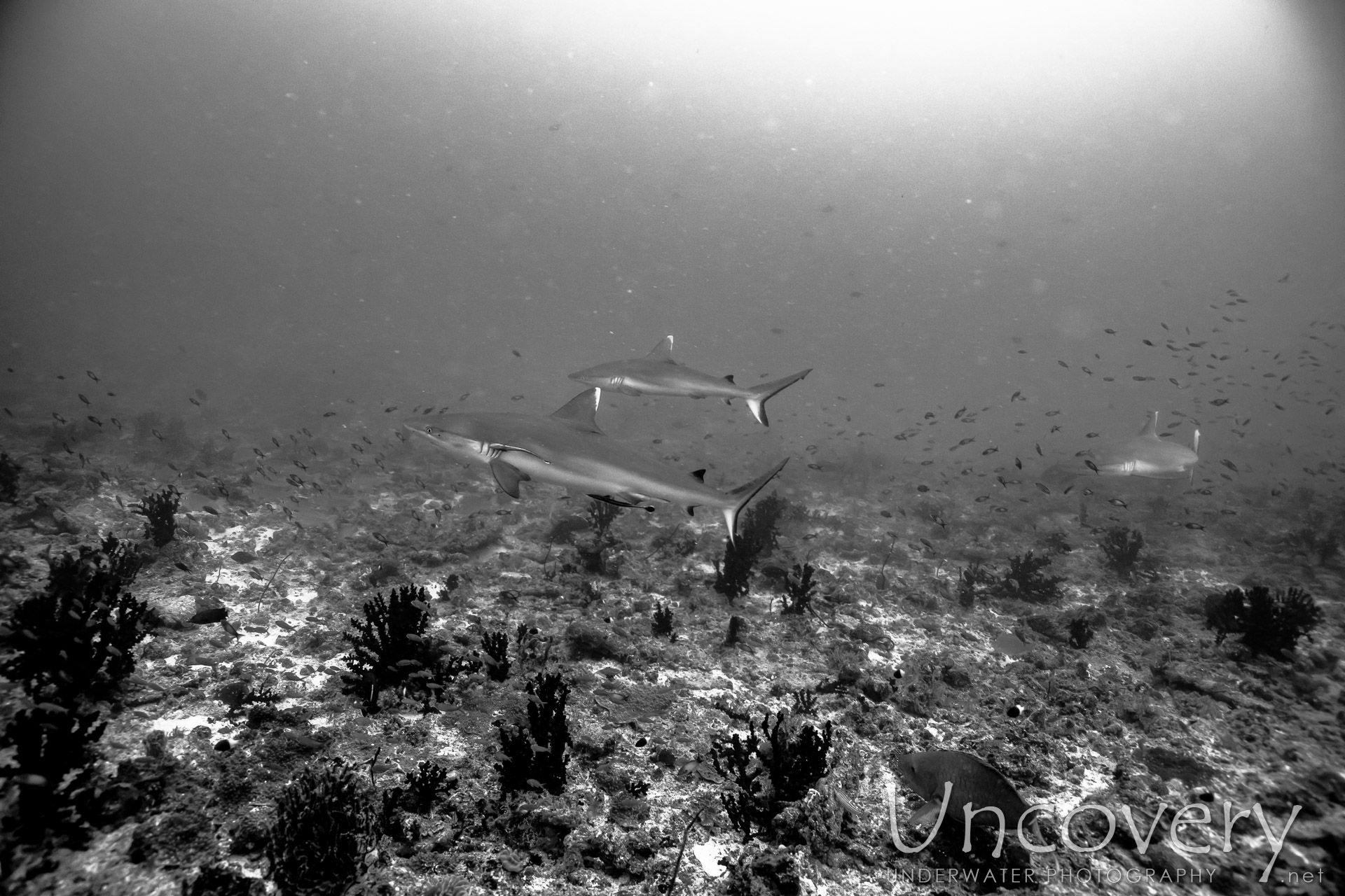 Grey Reefshark (carcharhinus Amblyrhynchos), photo taken in Maldives, Male Atoll, South Male Atoll, Cocoa Thila