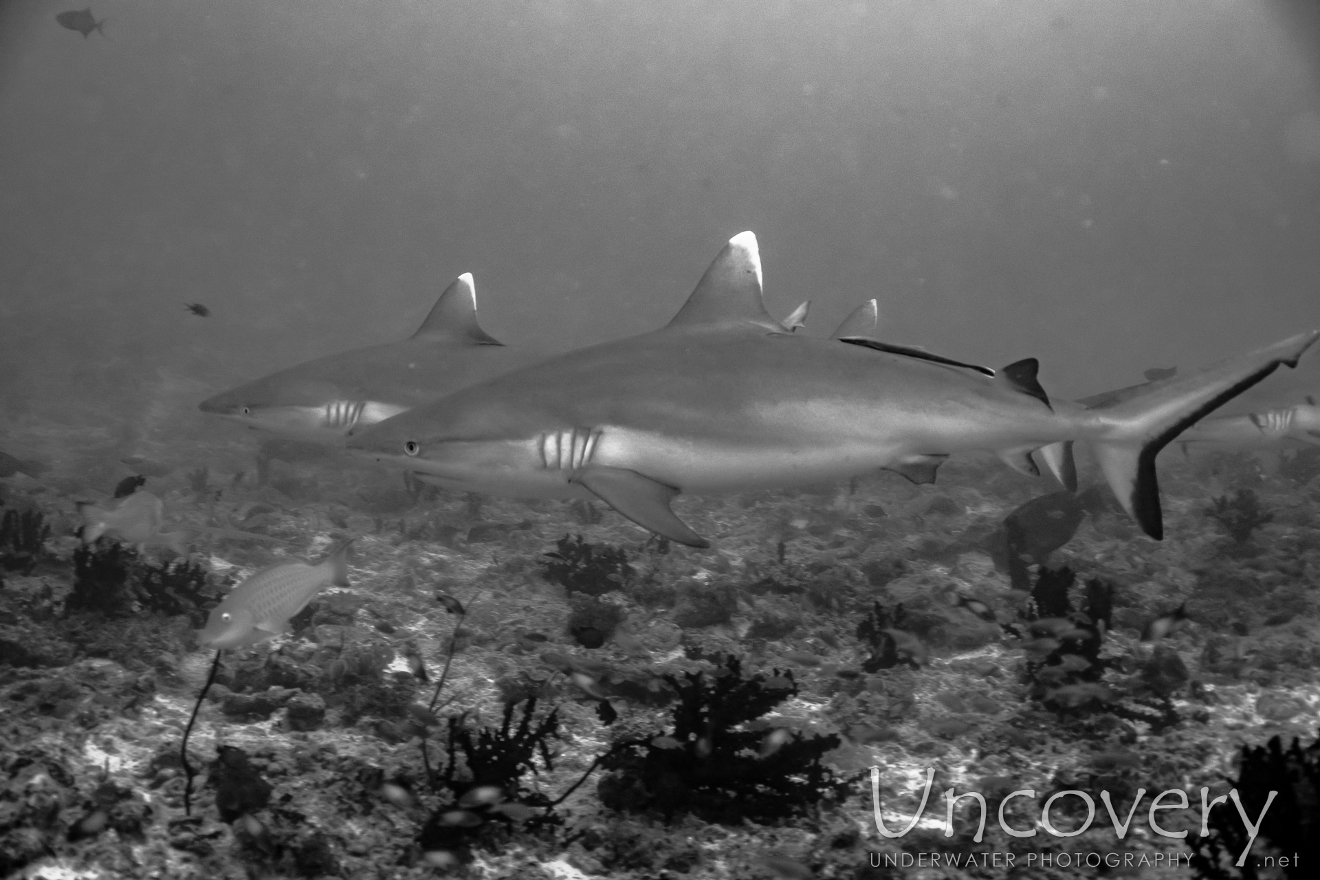 Grey Reefshark (carcharhinus Amblyrhynchos), photo taken in Maldives, Male Atoll, South Male Atoll, Cocoa Thila