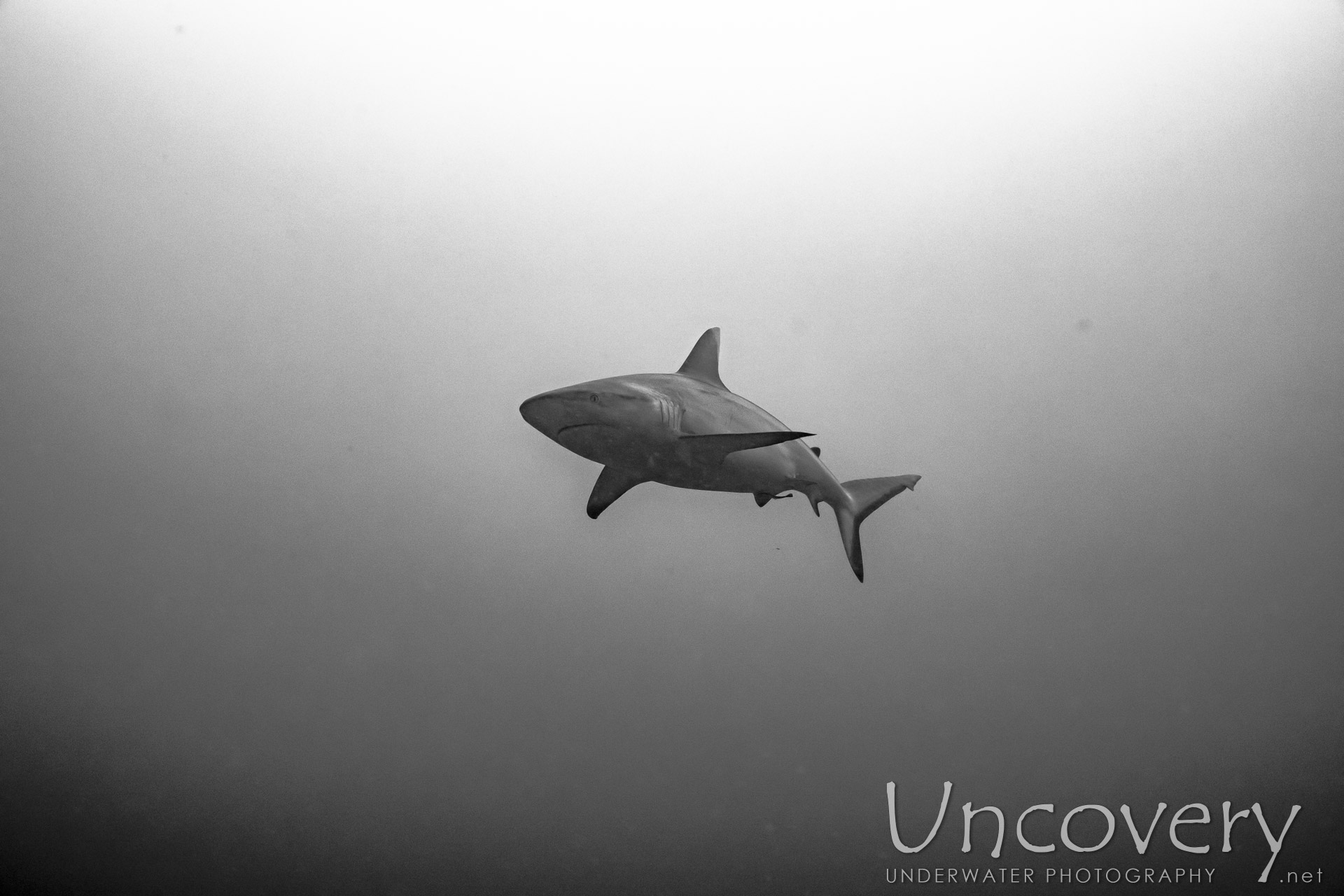 Grey Reefshark (carcharhinus Amblyrhynchos), photo taken in Maldives, Male Atoll, South Male Atoll, Cocoa Thila