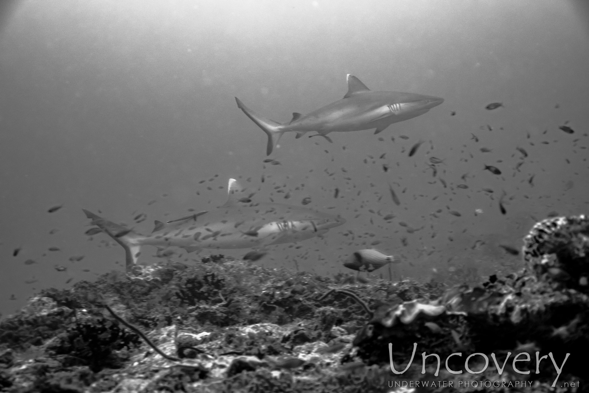 Grey Reefshark (carcharhinus Amblyrhynchos), photo taken in Maldives, Male Atoll, South Male Atoll, Cocoa Thila