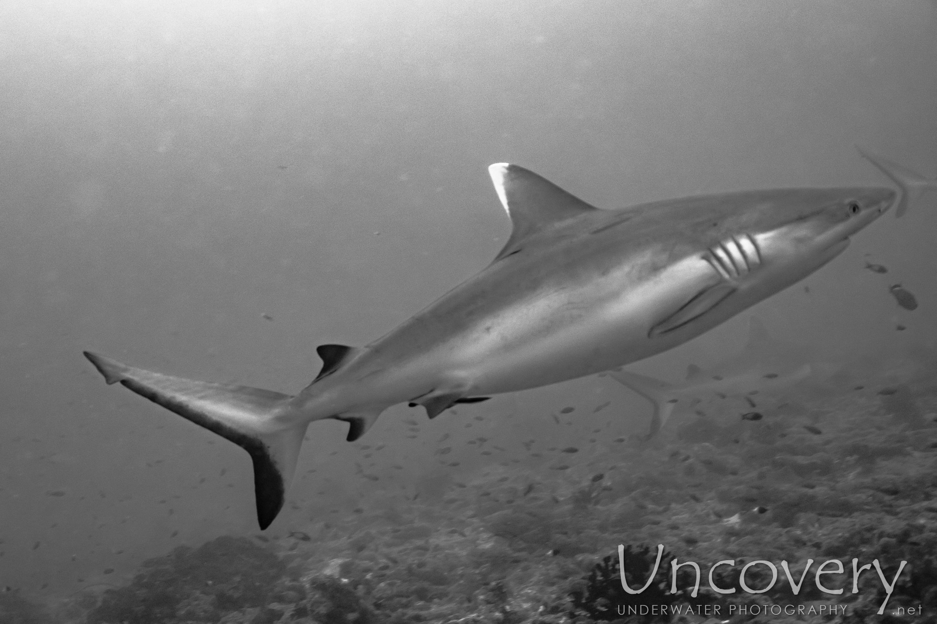 Grey Reefshark (carcharhinus Amblyrhynchos), photo taken in Maldives, Male Atoll, South Male Atoll, Cocoa Thila