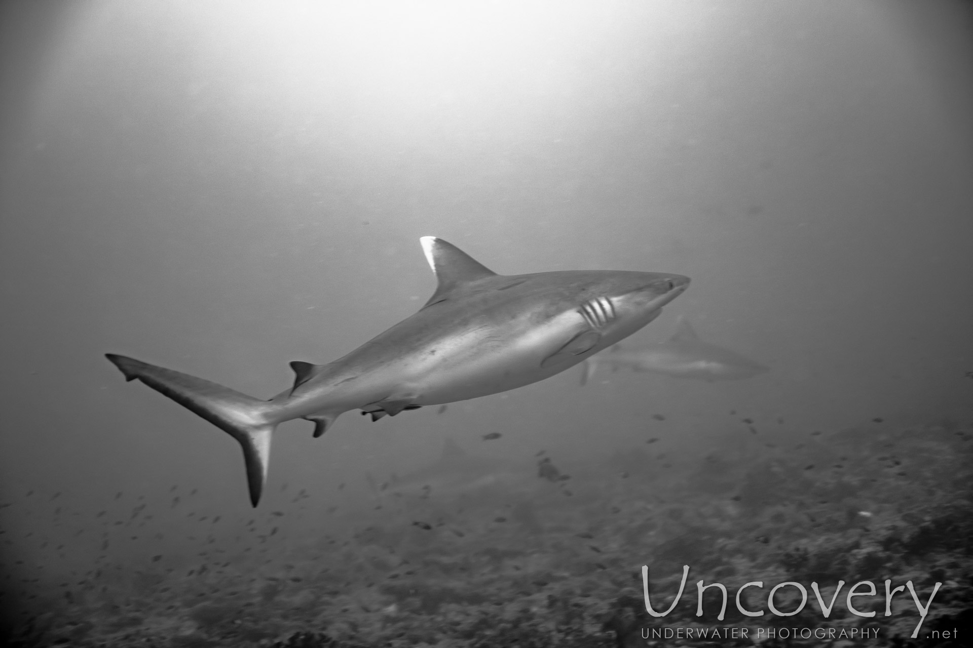 Grey Reefshark (carcharhinus Amblyrhynchos), photo taken in Maldives, Male Atoll, South Male Atoll, Cocoa Thila