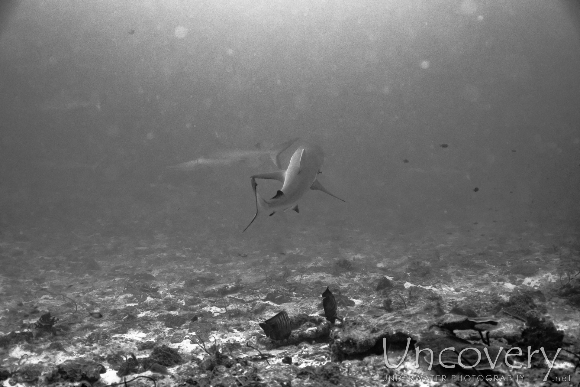 Grey Reefshark (carcharhinus Amblyrhynchos), photo taken in Maldives, Male Atoll, South Male Atoll, Cocoa Thila