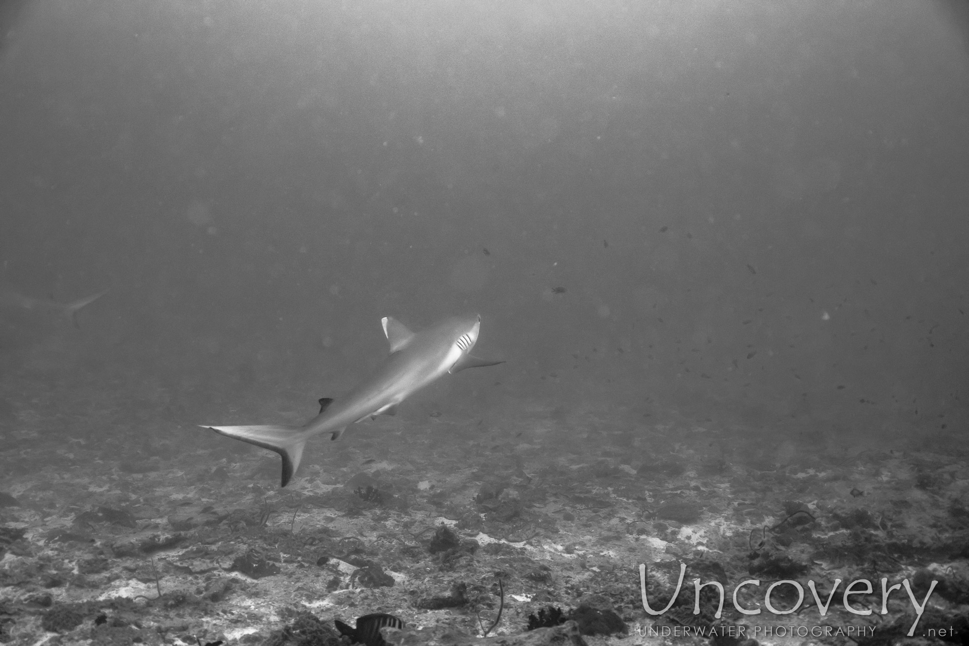 Grey Reefshark (carcharhinus Amblyrhynchos), photo taken in Maldives, Male Atoll, South Male Atoll, Cocoa Thila