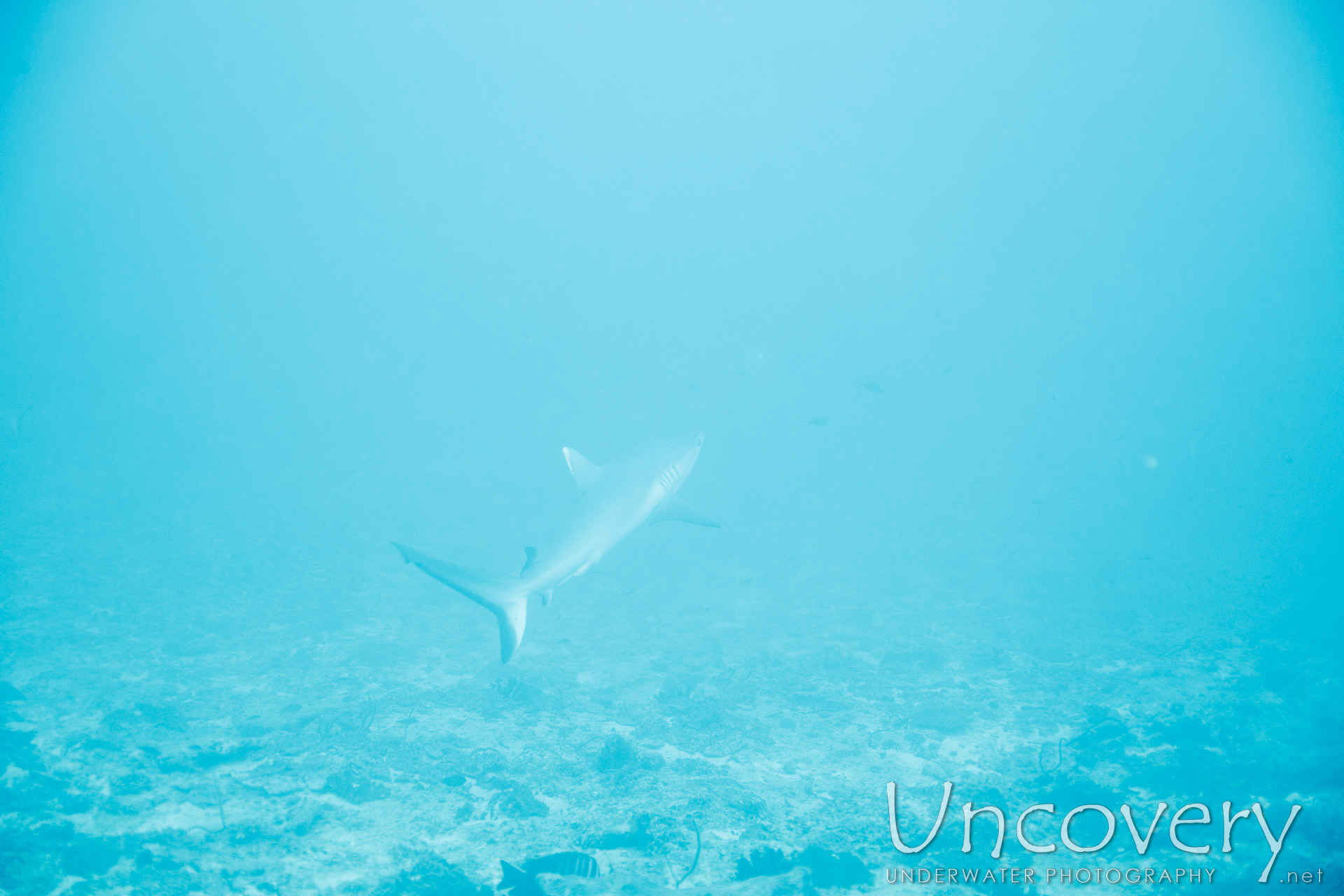 Grey Reefshark (carcharhinus Amblyrhynchos), photo taken in Maldives, Male Atoll, South Male Atoll, Cocoa Thila