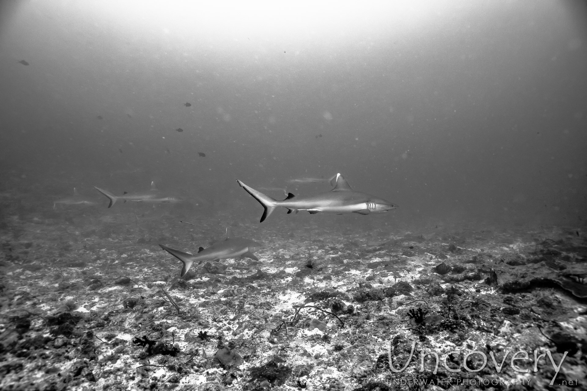 Grey Reefshark (carcharhinus Amblyrhynchos), photo taken in Maldives, Male Atoll, South Male Atoll, Cocoa Thila