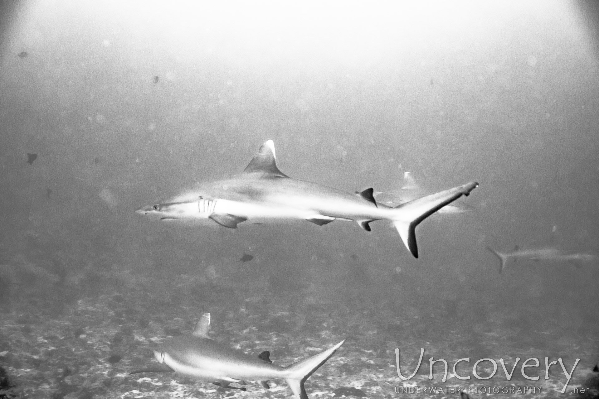 Grey Reefshark (carcharhinus Amblyrhynchos), photo taken in Maldives, Male Atoll, South Male Atoll, Cocoa Thila