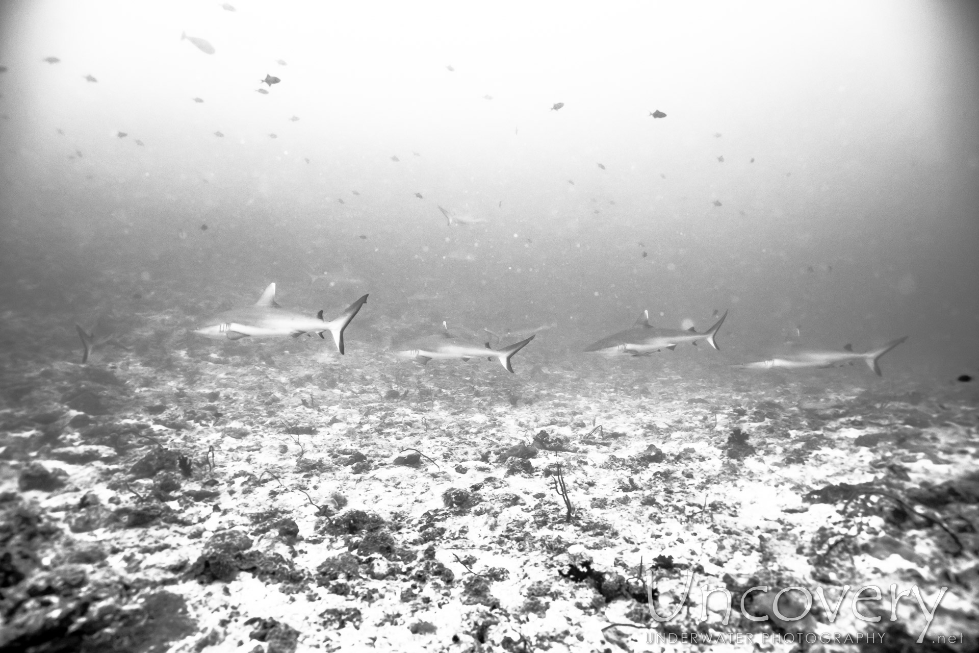 Grey Reefshark (carcharhinus Amblyrhynchos), photo taken in Maldives, Male Atoll, South Male Atoll, Cocoa Thila