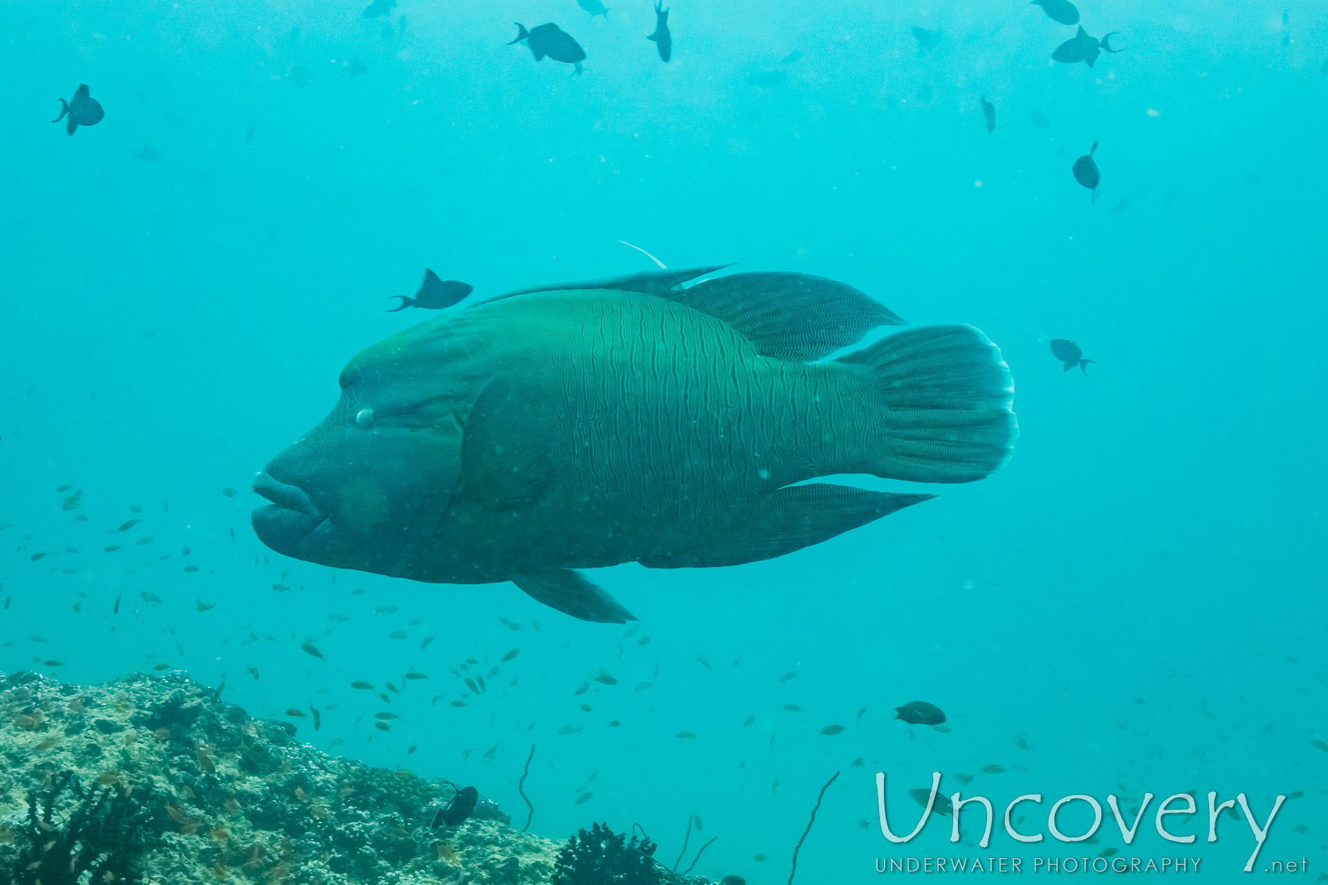 Napoleon Wrasse (cheilinus Undulatus), photo taken in Maldives, Male Atoll, South Male Atoll, Gulhi Corner