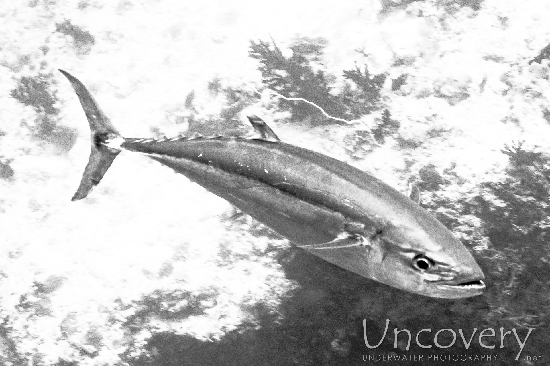 Dogtooth Tuna (gymnosarda Unicolor), photo taken in Maldives, Male Atoll, South Male Atoll, Gulhi Corner