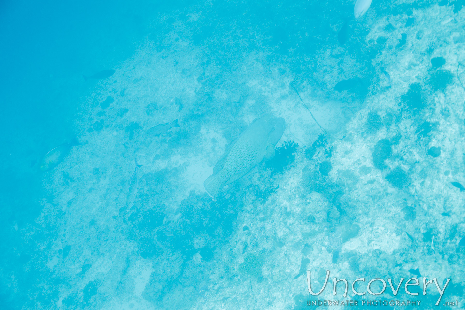 Napoleon Wrasse (cheilinus Undulatus), photo taken in Maldives, Male Atoll, South Male Atoll, Gulhi Corner