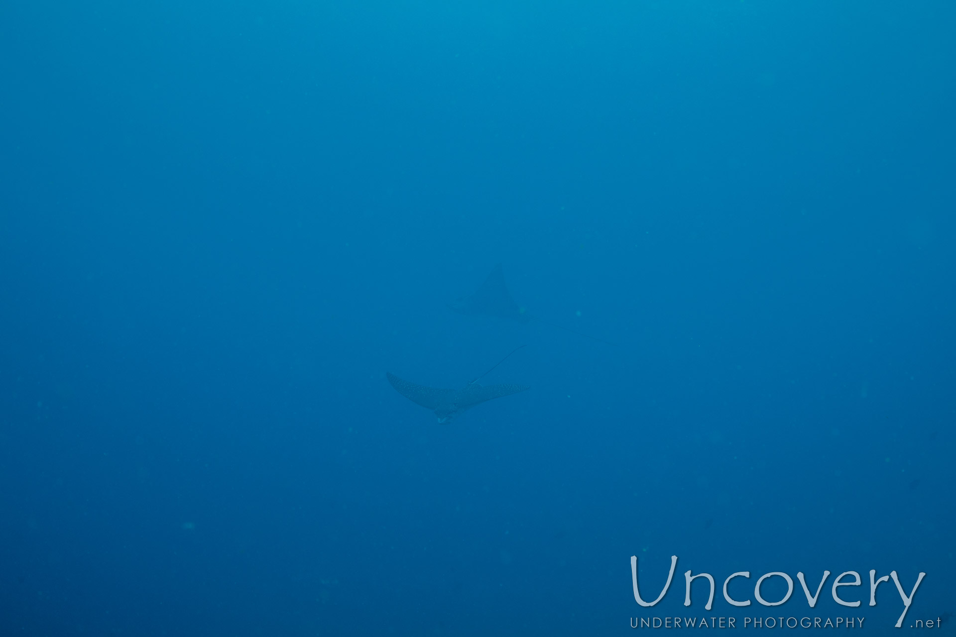 Ocellated Eagle Ray (aetobatus Ocellatus), photo taken in Maldives, Male Atoll, South Male Atoll, Gulhi Corner