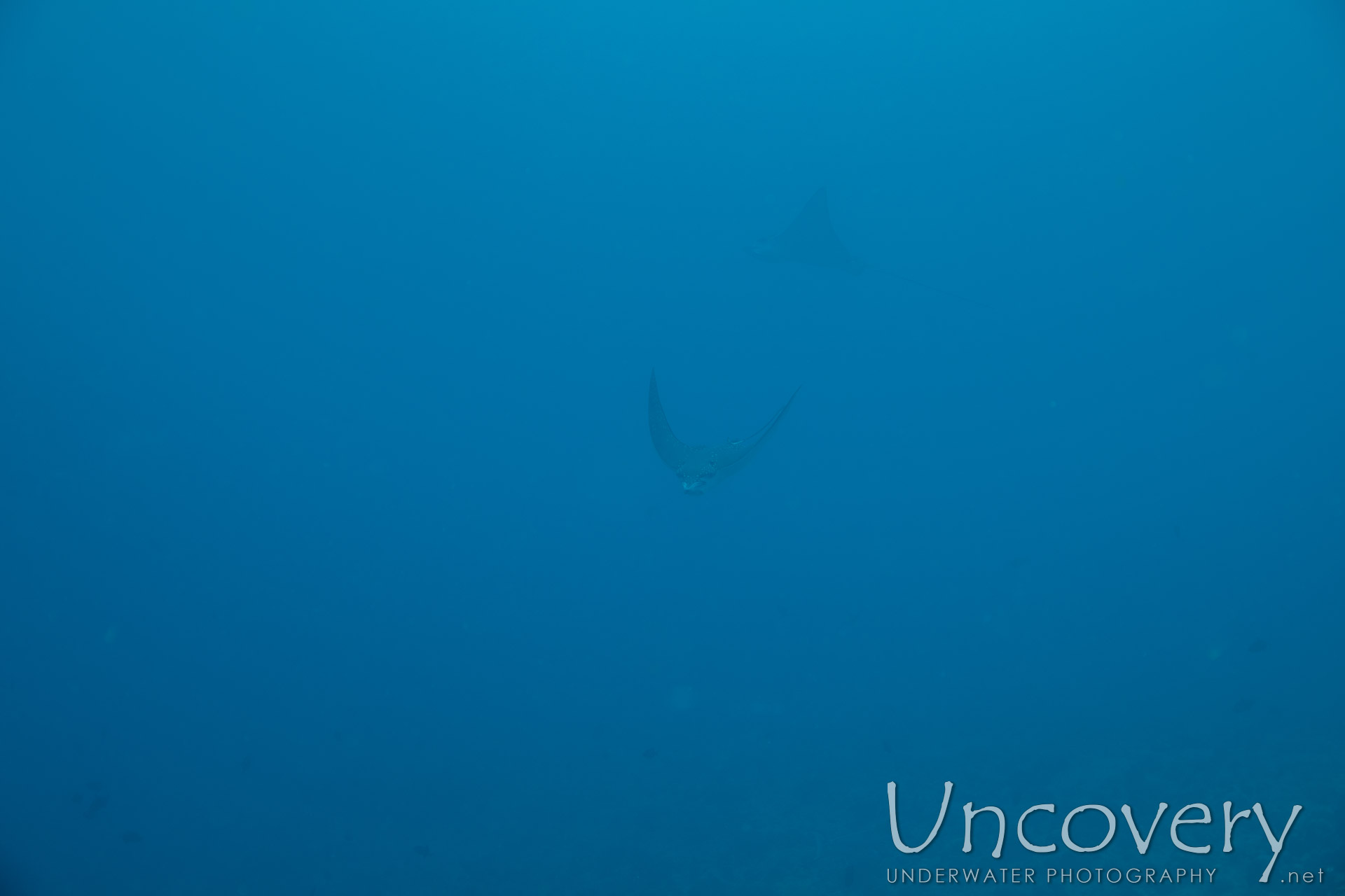 Ocellated Eagle Ray (aetobatus Ocellatus), photo taken in Maldives, Male Atoll, South Male Atoll, Gulhi Corner