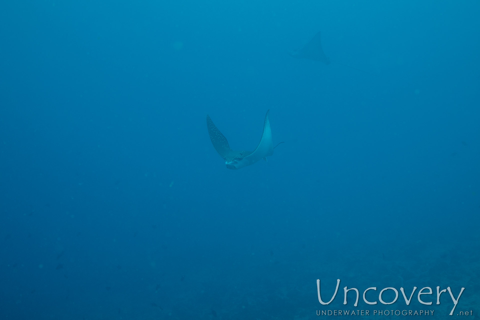 Ocellated Eagle Ray (aetobatus Ocellatus), photo taken in Maldives, Male Atoll, South Male Atoll, Gulhi Corner